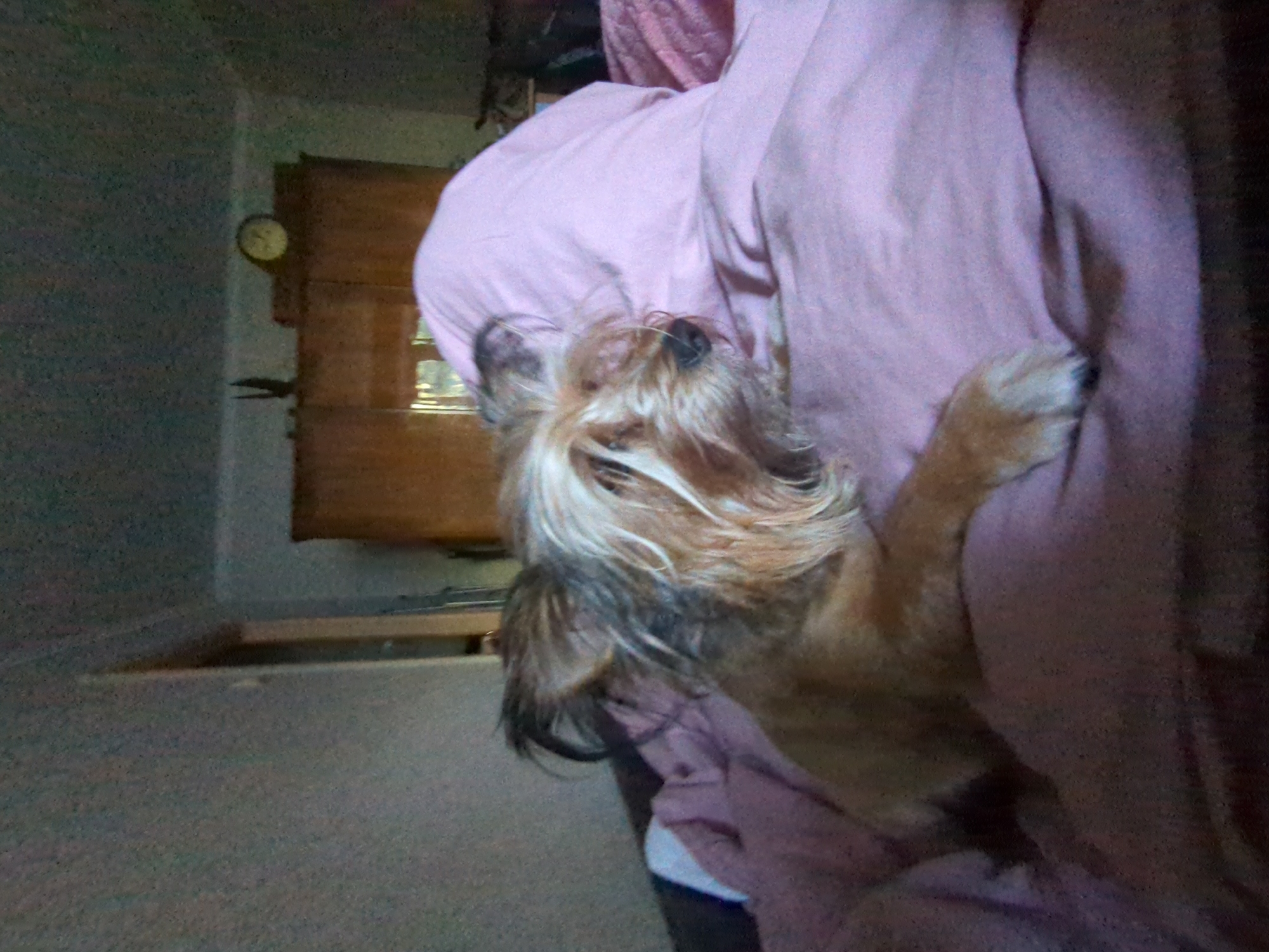 A small, light brown dog with shaggy fur is lying on a pink blanket. The dog is facing to the right, with its head resting on the blanket. The background is out of focus, but appears to be a room with wooden furniture and a clock on the wall. There is no information about the location in Boryspil, Ukraine.