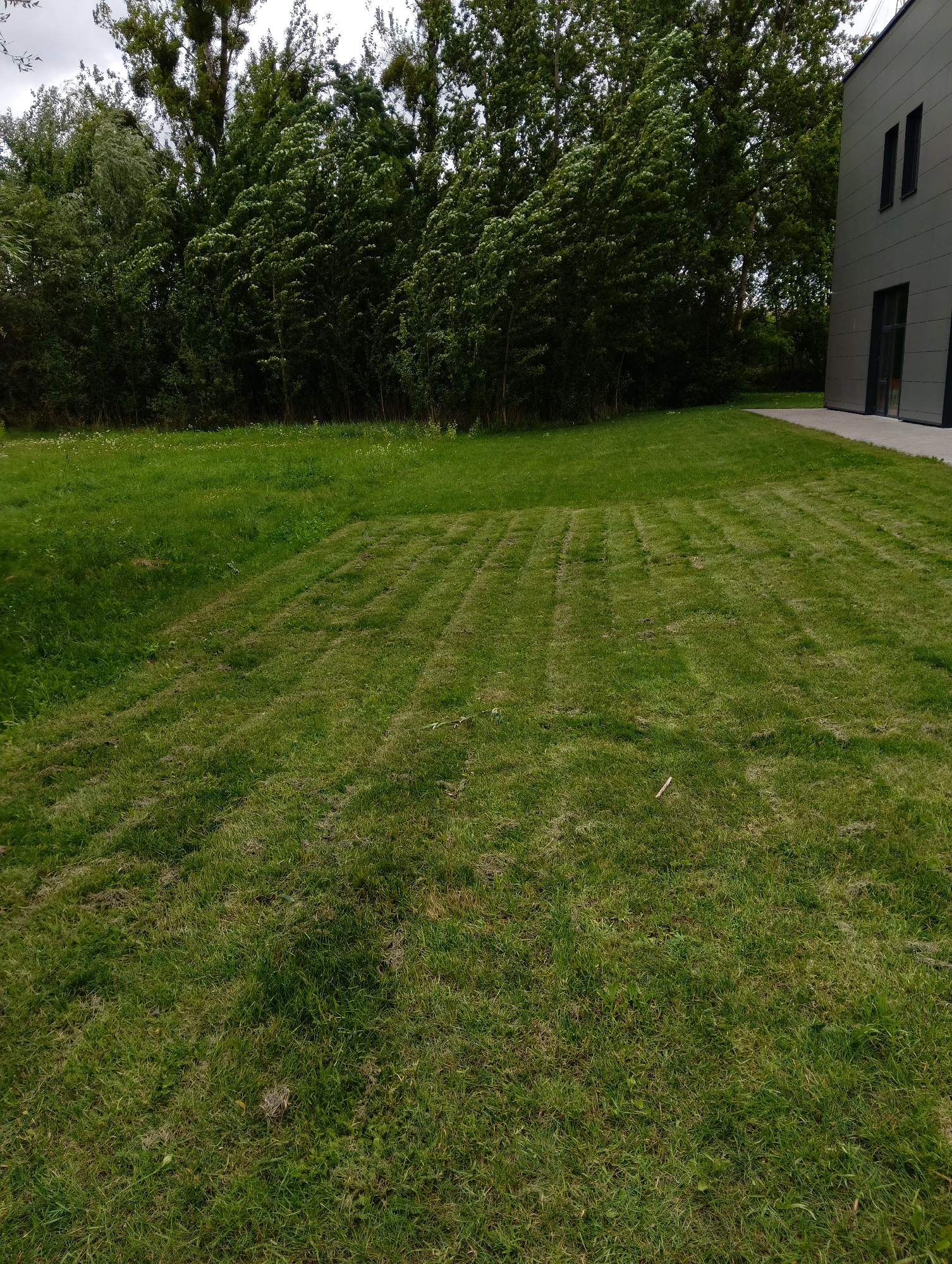 An overhead shot captures a partially mowed grassy area in front of a line of trees. The grass is a vibrant green, with visible mowing patterns suggesting recent activity. Some small white flowers are scattered amongst the grass in the foreground. In the background, a dense line of trees forms a dark green wall. To the right of the frame, a modern building with a gray facade and dark windows is visible. The sky above is overcast. The image depicts a scene in a park or suburban area, likely in Hrodna, Belarus, given the context.