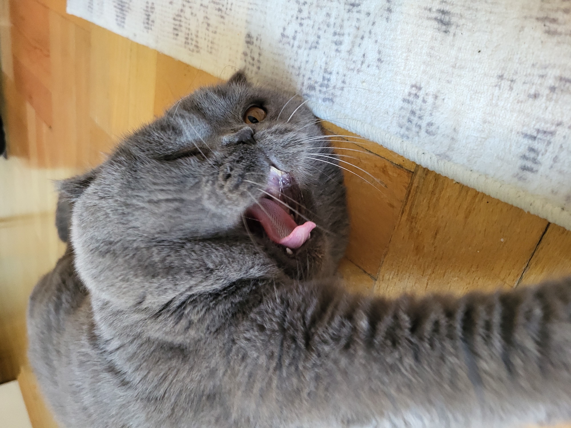 A gray Scottish Fold cat lies on a wooden floor with a white rug in the background. The cat is yawning, its mouth wide open revealing a pink tongue. The cat has one eye open and is looking towards the viewer. The environment suggests an indoor domestic setting.