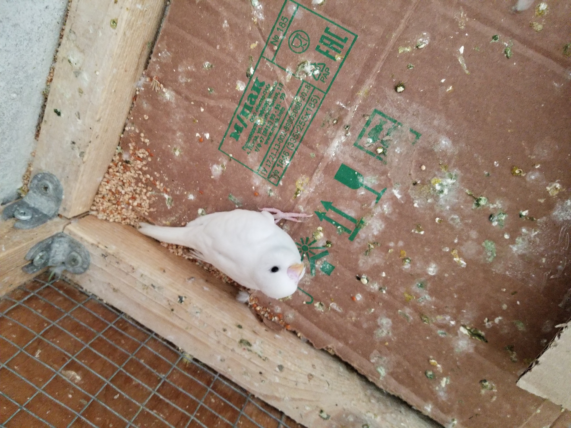 A white budgerigar is perched inside a wooden cage lined with a cardboard base, likely in Tiraspol, Moldova. The cage contains scattered birdseed and has a wire mesh on the left side. The cardboard base is heavily soiled with bird droppings, indicating it serves as a litter area. A green printed label with Cyrillic text and the EAC mark is visible on the cardboard. The scene appears to be an indoor enclosure for the bird.