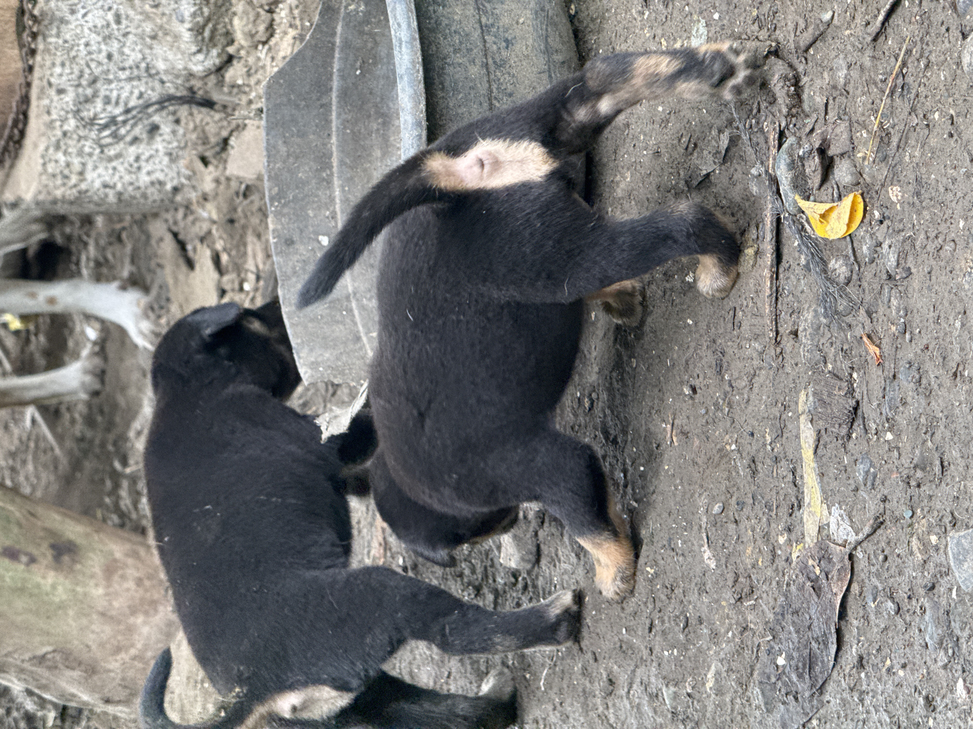 Two young black dogs with tan markings on their legs are on a muddy ground in Carmen, Philippines. One dog, facing away from the camera, is bending down with its rear end towards the viewer, revealing tan fur around its hindquarters. The second dog, mostly obscured, is facing away and to the left, with its head down. In the background, there is a large, weathered plastic basin, a rough concrete structure, and partially visible legs of another dog, appearing white with brown spots. The ground is uneven and composed of dirt, rocks, and some scattered debris, including a dried leaf.
