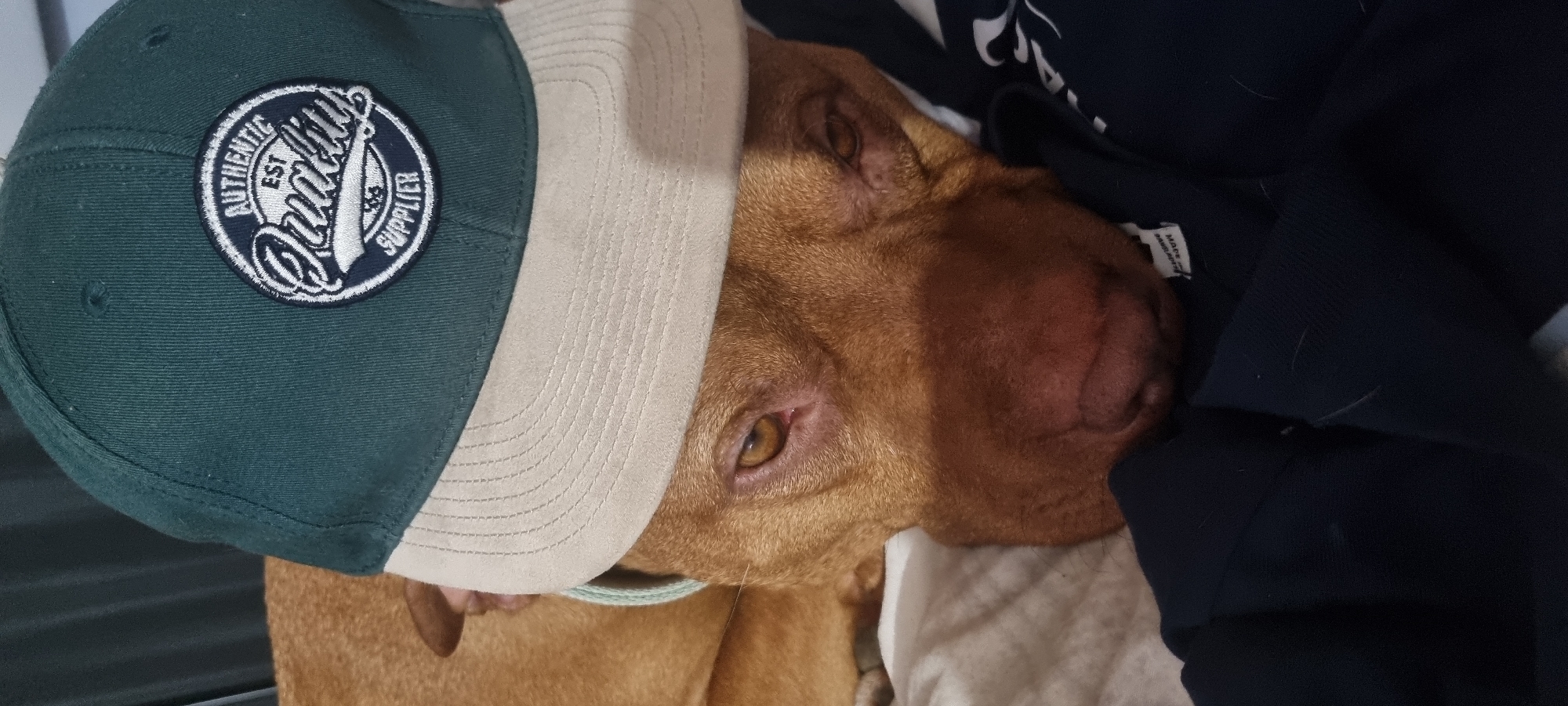 A close-up shot shows a brown dog with amber eyes resting its head on a white quilted surface and dark blue fabric. The dog is wearing a two-toned baseball cap. The cap has a dark green crown with a circular patch that reads "Authentic Quality Supplier," and a tan visor. The dog's right eye is open and focused, while its nose is nestled against the fabric.