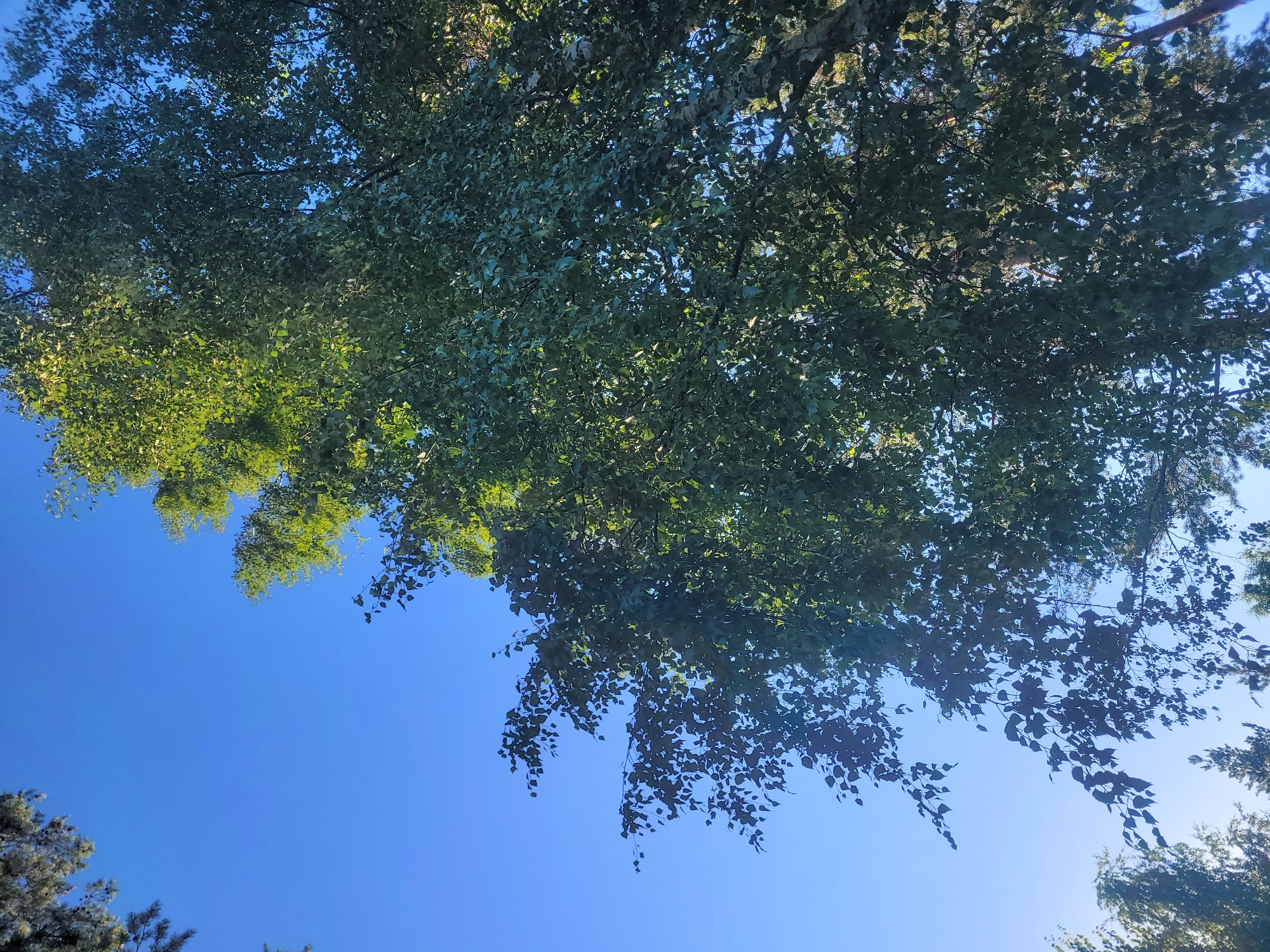 A low-angle shot shows the canopy of a large deciduous tree against a clear, bright blue sky. The leaves of the tree are predominantly green, with some areas catching the sunlight and appearing a lighter, brighter green, while other areas are in shadow. The branches of the tree are visible, with some of them reaching towards the sky. In the distance, at the bottom of the image, the tops of other evergreen trees can be seen, suggesting a natural or park-like setting within Gävle, Sweden. The image does not contain any people or specific identifiable landmarks.