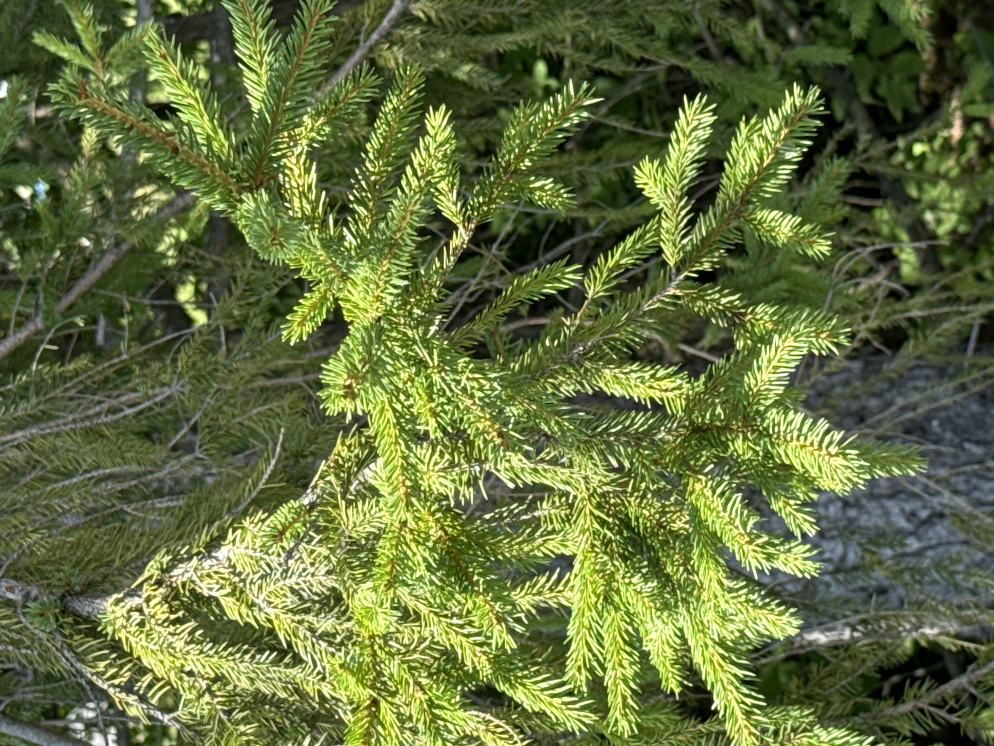 A close-up photograph captures the vibrant green needles of a spruce tree branch against a blurred background of more spruce branches and foliage. The needles are sharply defined, with sunlight highlighting their texture and form. The bark of the tree trunk is visible in the lower left portion of the image, with its rough, dark texture contrasting with the bright green of the needles. The image is taken in a natural outdoor environment, likely a forest or park. The specific location is the Village of Johnson City, United States of America. There are no people or animals present in the scene.
