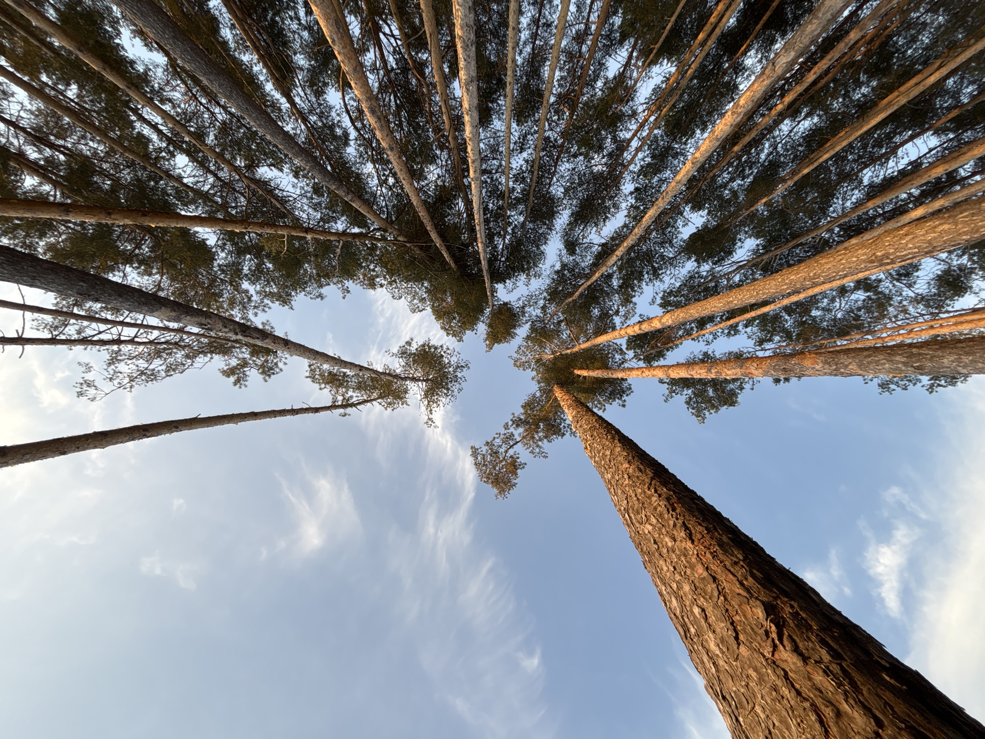 The image is a low-angle view looking up at a dense group of tall pine trees against a light blue sky with wispy white clouds. The trees appear to be in a forest setting, with many trunks visible stretching upwards. The bark of the trees varies in color from light brown to reddish-brown. The leaves form a canopy above, partially obscuring the sky. The photograph was probably taken in the city of Chaikovsky, Russia.