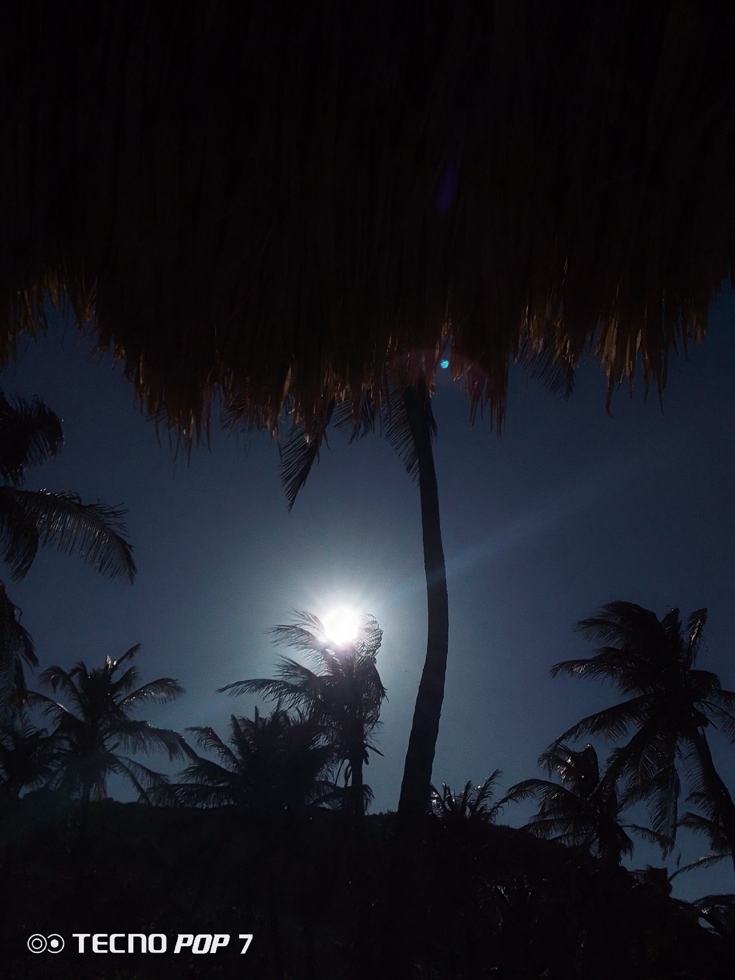 The image depicts a scene in Pedro González, Venezuela, featuring palm trees silhouetted against a bright sky, possibly at sunset or sunrise. The lower portion of the frame is filled with the dark shapes of the trees and foliage, while the sky above is a gradient of blue. In the center of the composition, the sun is visible through the branches of a palm tree, causing a bright flare. In the upper part of the image, there is what appears to be a thatched roof structure, possibly a palapa, obscuring the top portion of the scene. The overall tone is dark and contrasty, emphasizing the silhouettes of the trees. A “TECNO POP 7” watermark is visible in the lower left corner of the image.