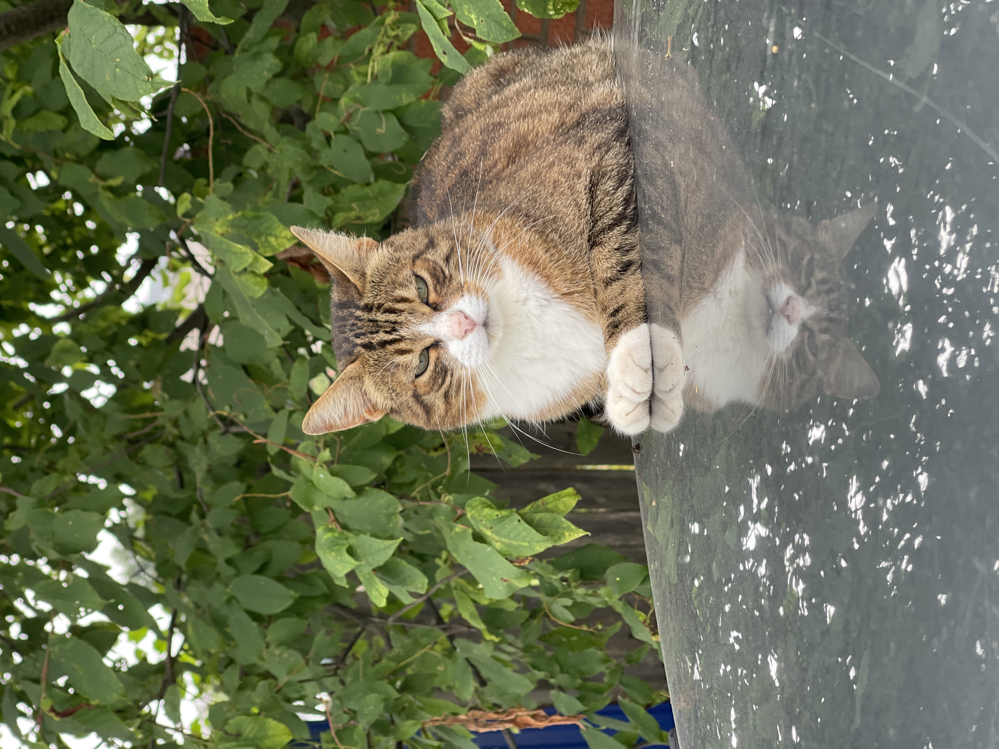 This is a vertically oriented, eye-level medium shot of a tabby cat. The cat is primarily brown and white, with tabby markings on its head and body. It is lying down on a shiny, reflective surface, possibly glass or polished metal, and its reflection is visible below. The cat is looking directly at the camera with green eyes and a pink nose. Its front paws are resting on the edge of the surface, and they appear clean and well-groomed with white fur.
Behind the cat, and to its left, is a lush green leafy plant, suggesting an outdoor setting. The leaves are various shades of green and some have yellowing edges. Through the leaves, a wooden fence can be seen. The overall lighting suggests it is daytime, with dappled sunlight filtering through the leaves. There is no visible text in the image. The cat appears relaxed and curious.