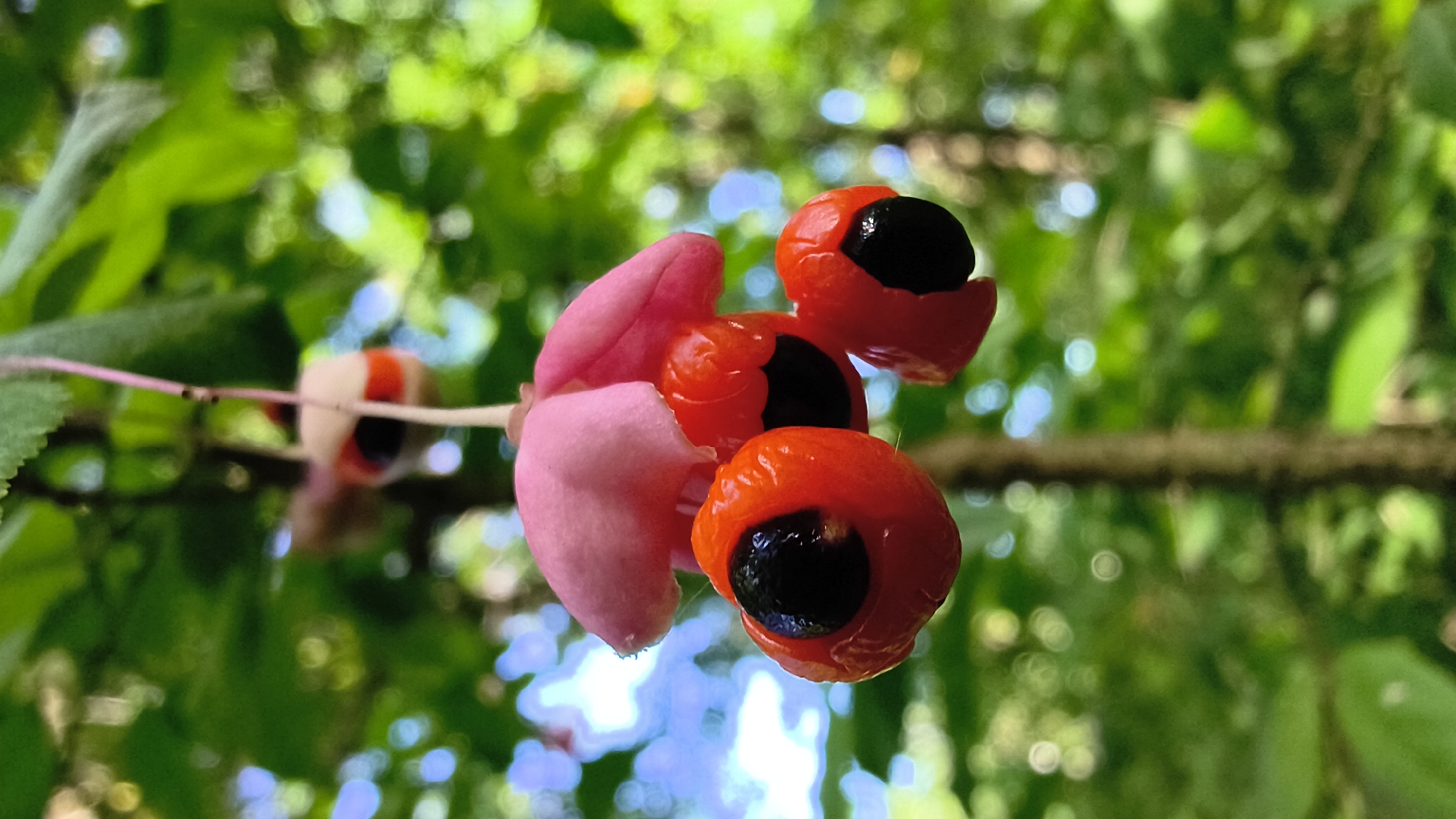 A close-up, vertical shot captures a cluster of bright red, capsule-like fruits with glossy black seeds, hanging from a thin pink stem. These fruits appear to be part of a larger plant, possibly a shrub or tree, with blurred green foliage and dappled sunlight creating a bokeh effect in the background. The focus is sharp on the fruits, highlighting their texture and vibrant colors, while the surrounding environment is softened into a painterly blur of greens and blues, suggesting an outdoor setting. The image was taken in Mikhaylovka, Russia, implying it is an outdoor scene within a natural or garden environment.