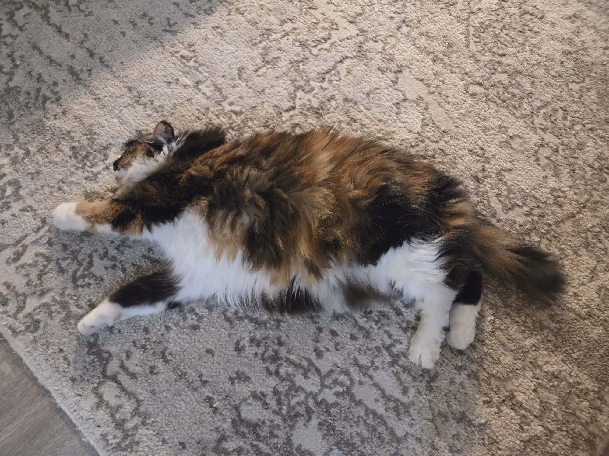 A calico cat is lying on its back on a patterned carpet. The cat's body is elongated, with its legs extended upwards and outwards. Its fur is a mix of white, brown, and black. The cat's head is turned to the right, with its eyes closed. The carpet is light-colored with a darker, abstract pattern. The scene is indoors, with a wooden floor visible in the upper left corner of the image. This image was not taken in Vladimir, Russia.