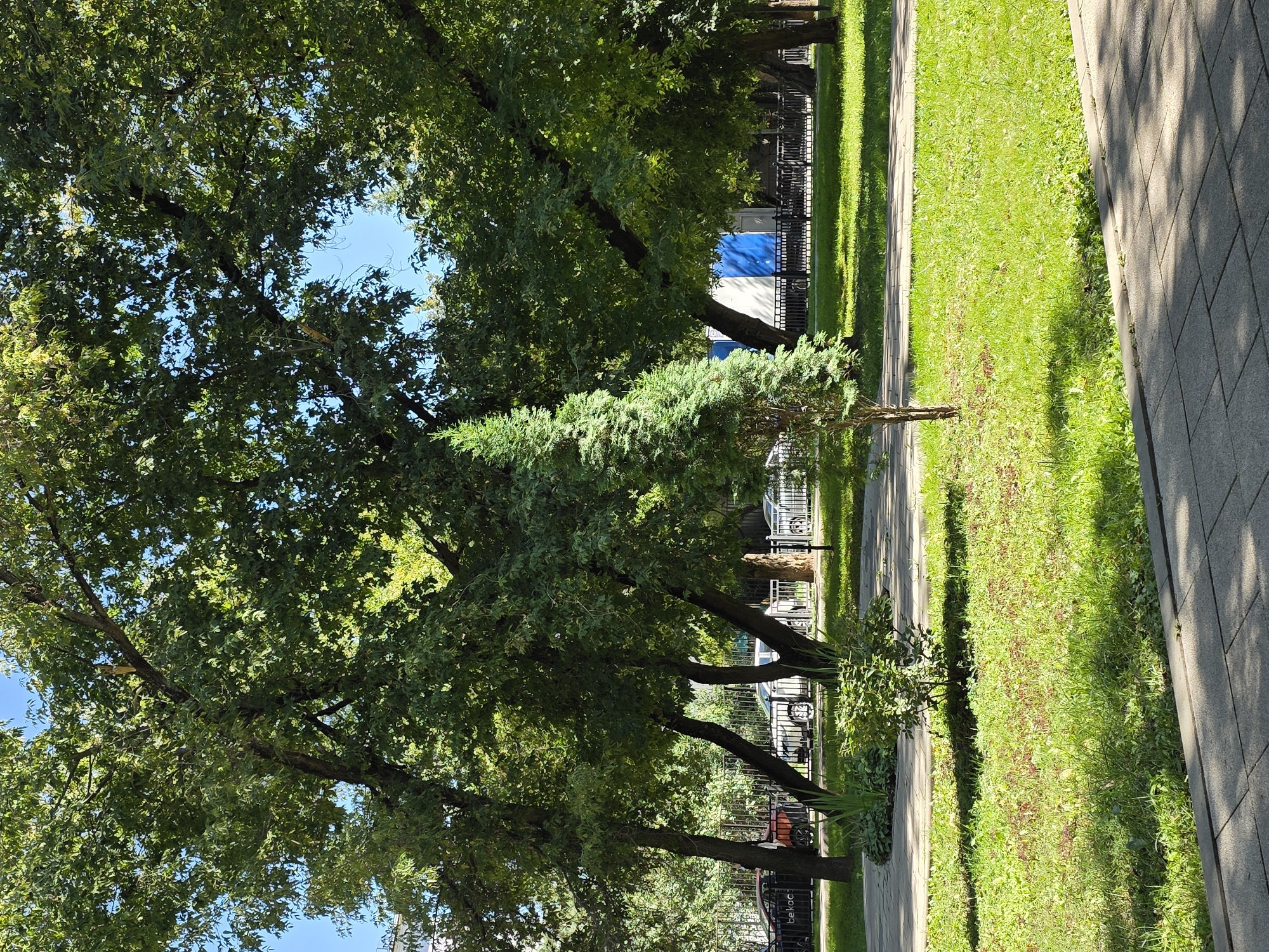 The image depicts a park-like setting in Moscow, Russia, on a clear day. The foreground features a paved walkway with a textured surface, bordered by a strip of grass. Beyond this, a section of well-maintained lawn is visible, with scattered patches of dry leaves and a small, green bush. A slender, conical evergreen tree stands prominently on the lawn.
In the mid-ground, a curved pathway meanders through the greenery. Behind the pathway, a line of mature trees with dense green foliage forms a backdrop. The dappled sunlight filtering through the leaves creates a play of light and shadow on the ground. Further back, a black metal fence runs along the edge of the park. Beyond the fence, several parked cars are visible, including a dark-colored car with a white logo that appears to read "belkacar."
In the background, a building with a blue and white facade is partially visible, along with more fencing and trees. The sky is a clear, bright blue. The overall impression is a tranquil urban green space, likely a public park or a landscaped area within a residential complex.