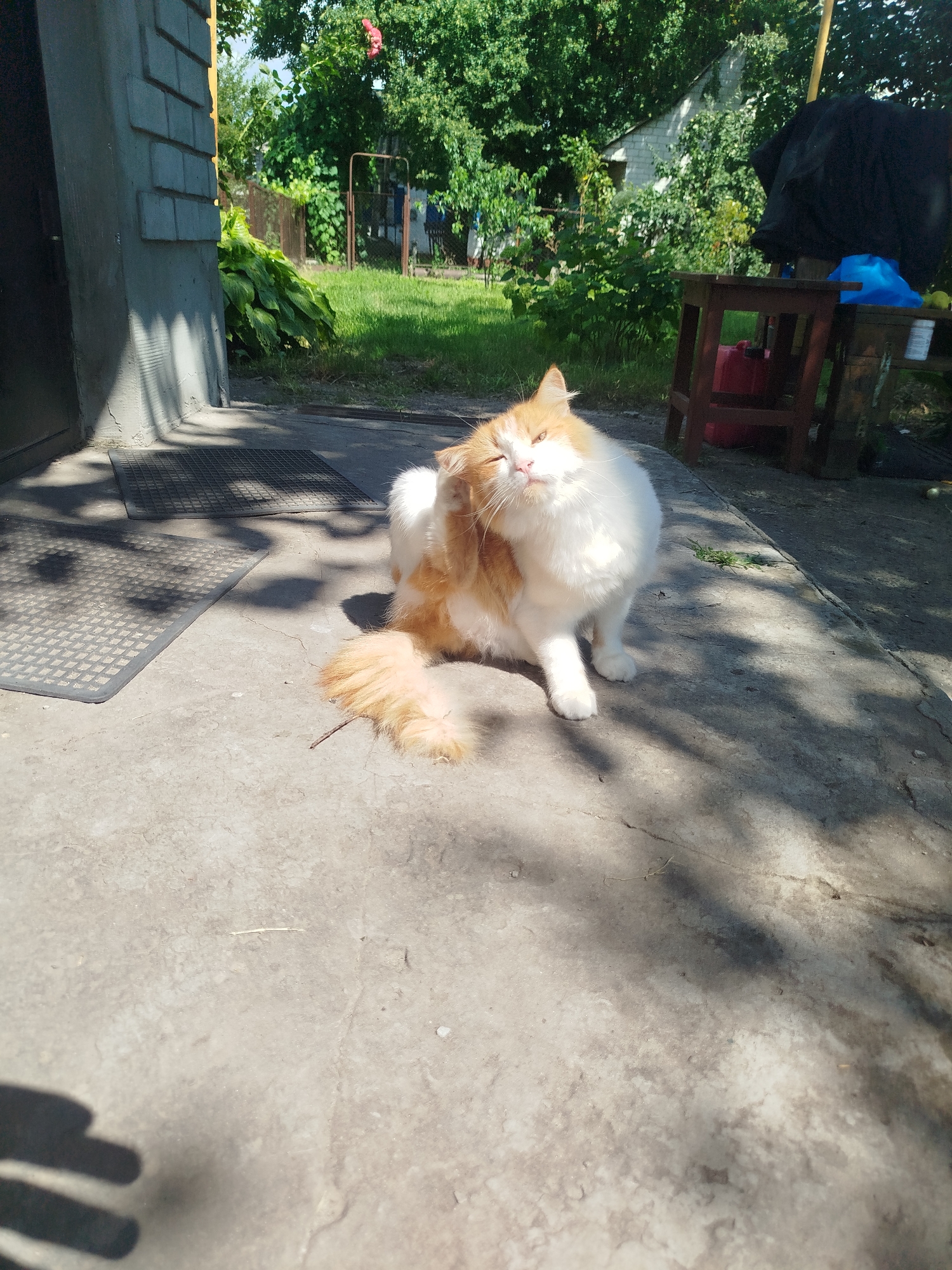 A medium shot captured on a sunny day in Nova Znamianka, Ukraine, shows an orange and white cat scratching its ear with its hind leg. The cat is sitting on a concrete surface, with a black mat visible to its left and a few shadows cast by overhead foliage. In the background, a brick building with a dark door is on the left, and a lush green garden with trees and shrubs occupies the right side of the frame. A wooden stool with a red container and a blue object on it is also visible. The overall setting suggests an outdoor, possibly residential area.