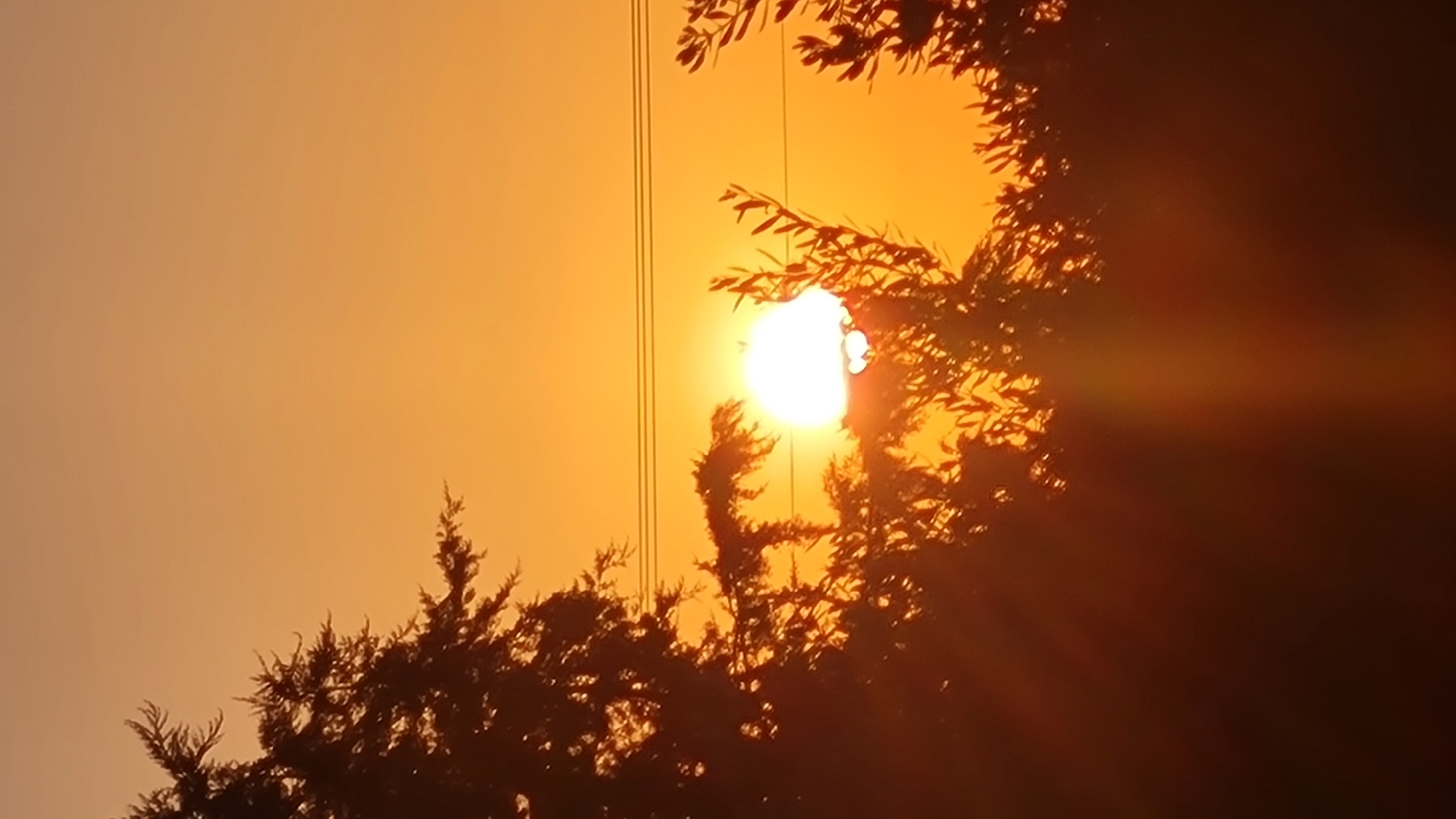 The image captures a vibrant sunset or sunrise scene in the Lachish Regional Council, Israel. The most prominent subject is the sun, a brilliant white orb of light, positioned towards the center-right of the frame. It is partially obscured by the dark silhouettes of trees and dense foliage, which frame the sun from the right and bottom edges, extending upwards and across the frame.
The sky is awash in warm hues of orange, gold, and light amber, indicating either dawn or dusk. Strong sun rays emanate from the bright center, particularly visible extending towards the right side of the image, creating a lens flare effect. On the left side of the sun, several thin, dark vertical lines are discernible, suggesting utility wires or power lines stretching across the sky.
The trees and foliage are rendered in dark silhouette against the bright sky, with individual leaves and branches becoming visible where the sunlight catches them or where they are backlit. The overall atmosphere is one of natural beauty and tranquility, emphasizing the dramatic colors of the sky during this time of day. There is no visible text or human activity in the image.