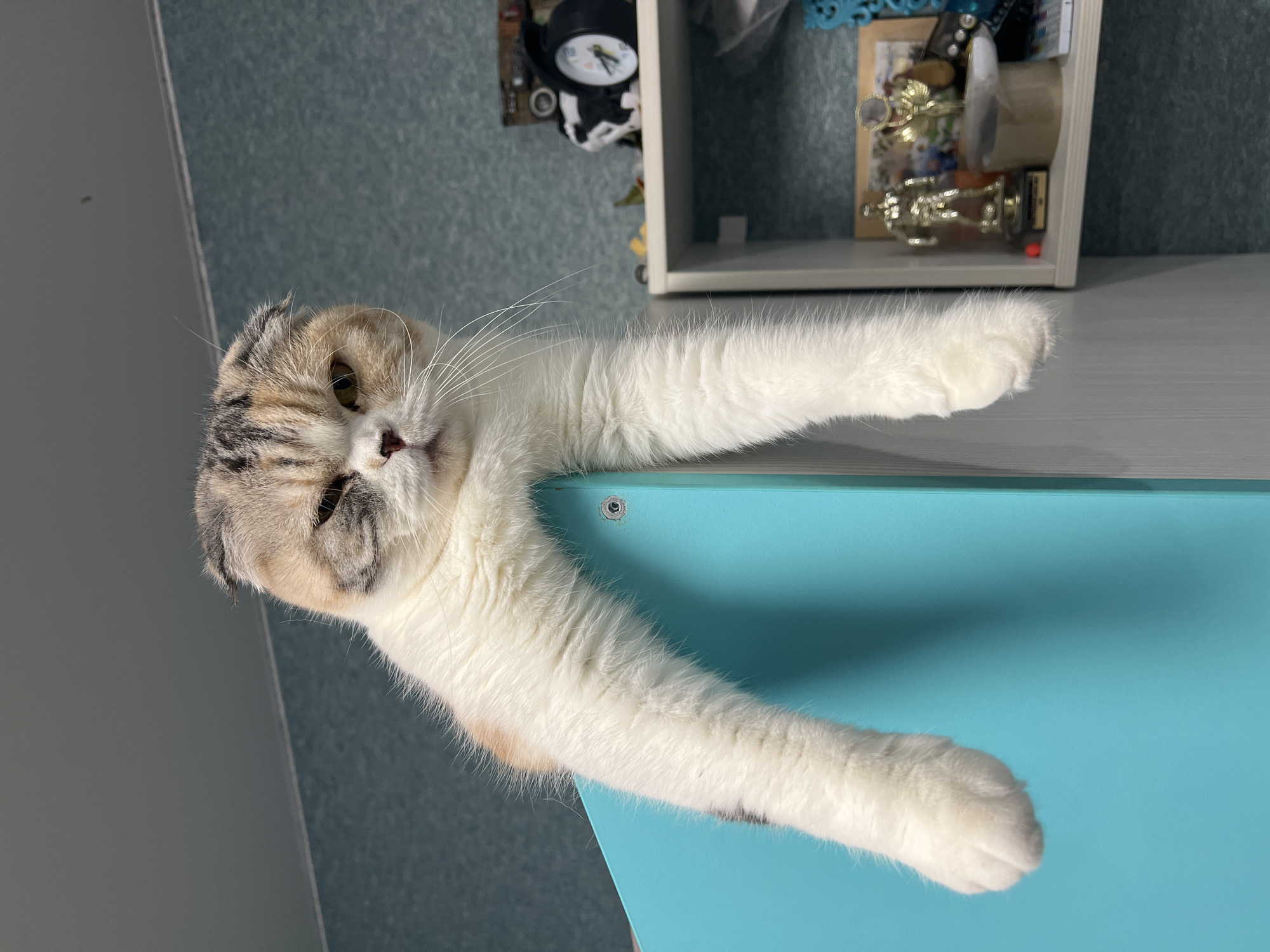 A Scottish Fold cat rests with its front paws extended onto a light blue surface. The cat has a mottled grey and cream head, white body, and long white paws. Behind the cat is a grey wall and a white shelf filled with miscellaneous items, including a clock, a picture frame, and trophies. The location is unidentified, and no city or country can be determined from this image.