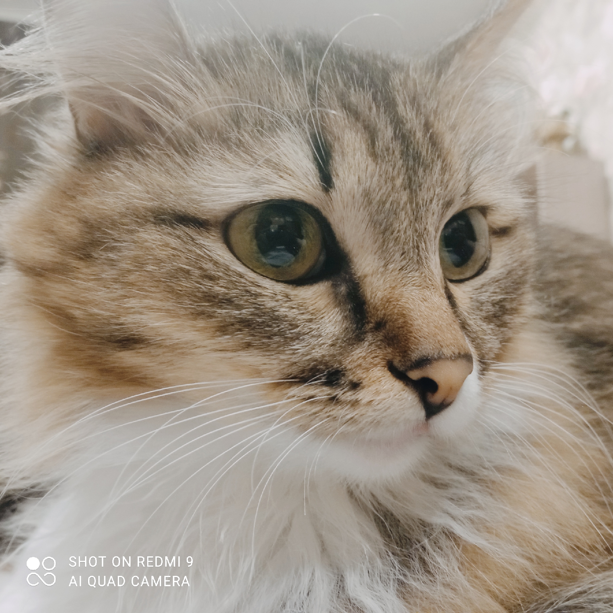 The image is a close-up, eye-level portrait of a long-haired tabby cat. The cat has large, round, greenish-yellow eyes with dark pupils, a pink nose, and prominent white whiskers. The fur is a mix of brown, tan, and white. The background is softly blurred, suggesting a shallow depth of field, and appears to be indoors with neutral lighting. The bottom left corner of the image contains a watermark that reads "SHOT ON REDMI 9 AI QUAD CAMERA". There is no discernible location in the city of Chaikovsky, Russia, or any other specific geographical information present in the image itself. The scene depicts a domestic animal in a relaxed, observed state.