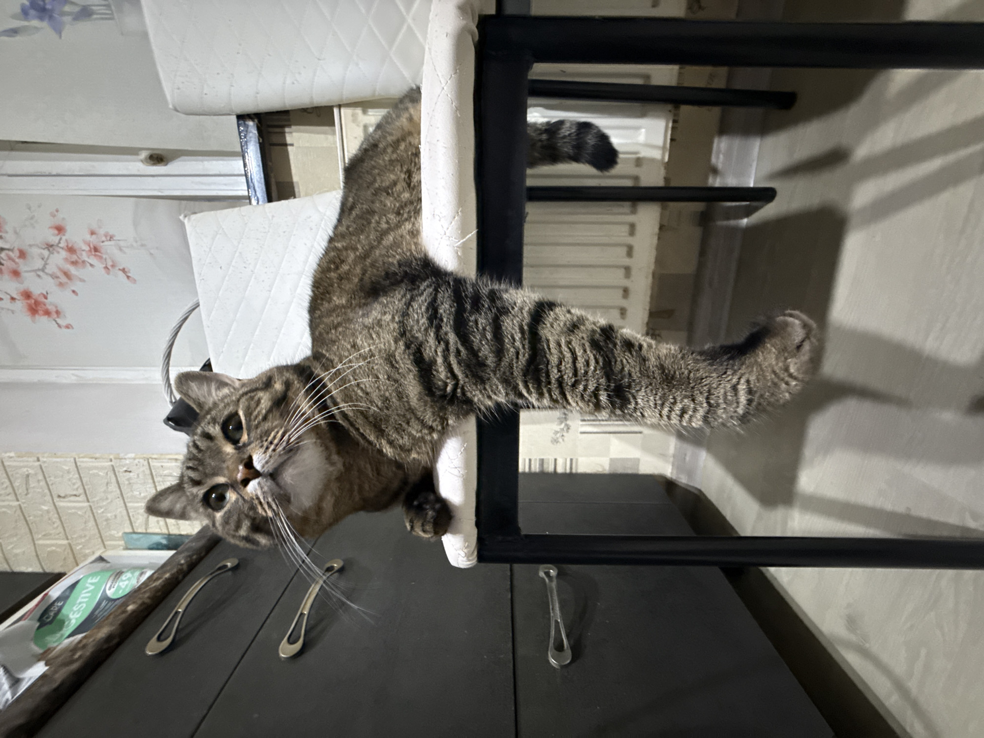 A tabby cat is lying on a stool. The cat is looking up with its mouth slightly open and its whiskers are spread out. Its left front leg is hanging off the stool. The stool has a black metal frame and a white cushion. In the background, there is a dark gray cabinet with silver handles, a wall with white tiles, and a radiator. There is also a window with a floral print. The scene appears to be indoors, likely in a kitchen or dining area. The photograph was taken in Simferopol, Ukraine.