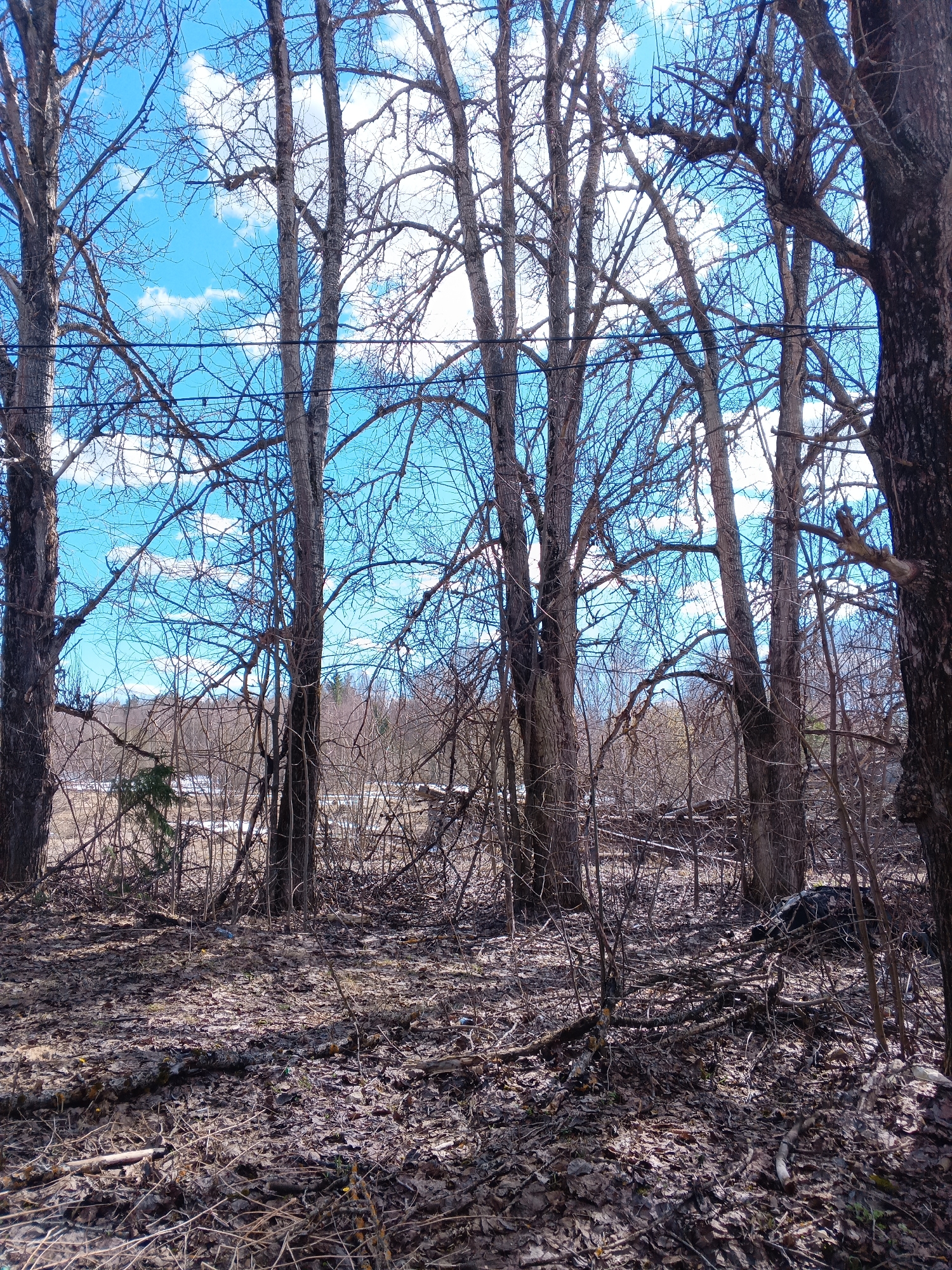 The image depicts a wooded area in Красный Маяк, Russia. The foreground is covered in fallen leaves and twigs. Several bare trees stand prominently, their branches reaching towards a partly cloudy blue sky. In the background, a field or marshy area is visible. The lighting suggests it is daytime. There are no people visible in the image. A black object is partially visible amongst the twigs and leaf litter. The scene is typical of an early spring or late autumn landscape in this region.