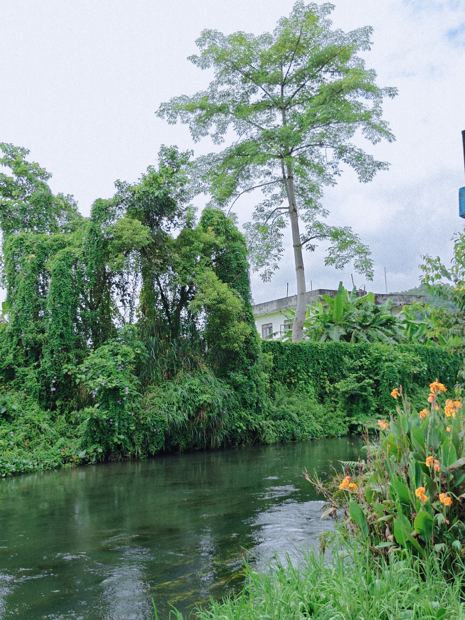 A tranquil scene unfolds along a slow-moving, dark green river in Pokhara, Nepal, under an overcast sky. Dense, verdant foliage crowds the riverbanks, dominated by large trees draped in climbing vines adorned with small purple flowers. Banana trees and lush grasses contribute to the overwhelming green. To the right, a cluster of vibrant orange flowers, possibly Canna lilies, blooms amidst the greenery. In the background, a low-lying building with a concrete roof peeks through the dense vegetation, hinting at human habitation near this natural setting. The water reflects the muted light, creating a calm and serene atmosphere.