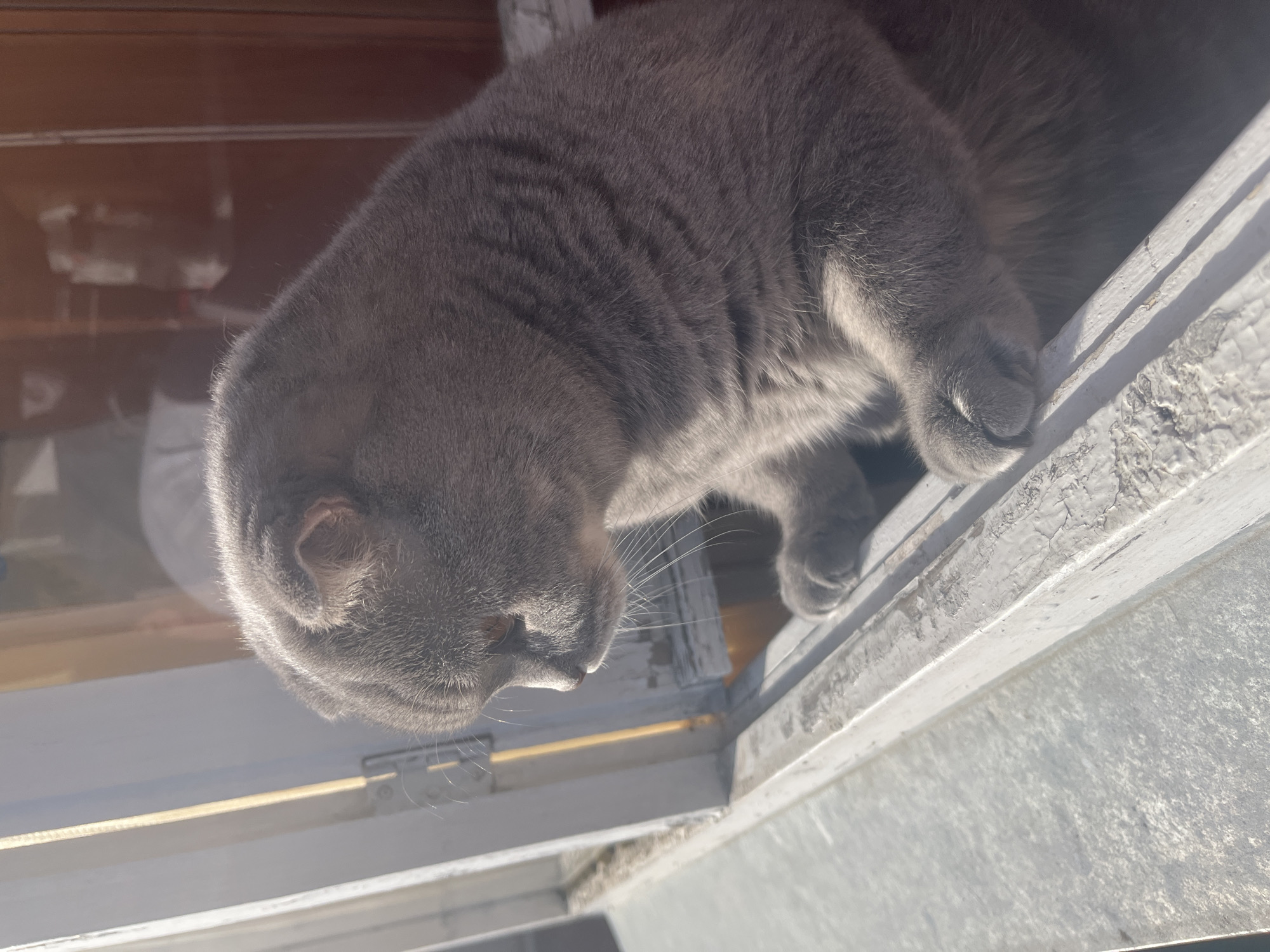 A gray cat rests on the frame of a window. The cat's face is turned downward, and one paw hangs over the edge. The window frame is painted white and shows signs of wear. The background reveals a reflection in the window. While the city of Chaikovsky, Russia is requested in the prompt, nothing in the image directly confirms its location. Therefore, this information is not included in the description.