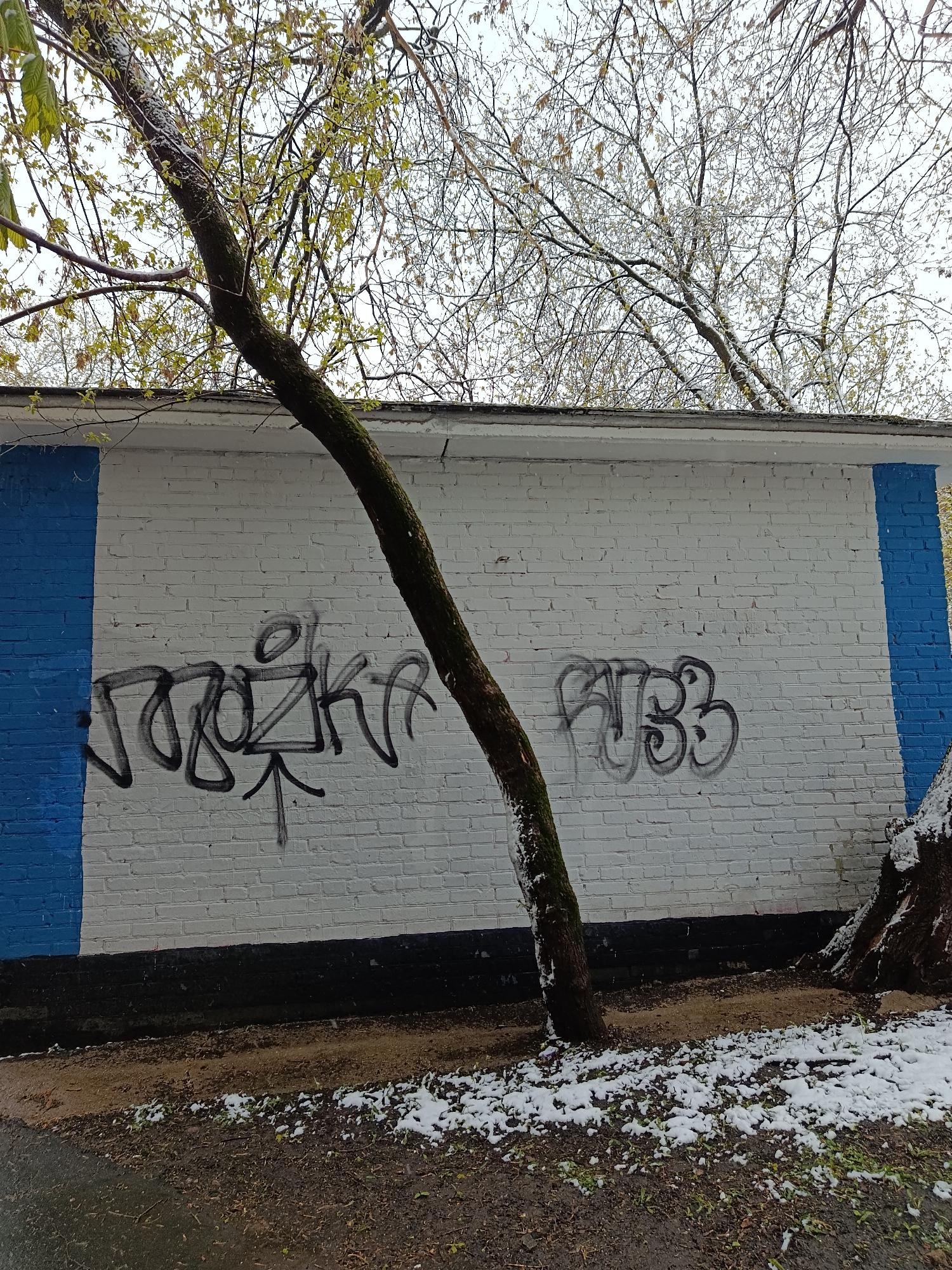 An outdoor scene captured in Moscow, Russia, features a white brick wall bordered by vertical blue stripes on its left and right ends. Two trees flank the wall, with one prominently leaning across the white section from left to right. This tree's trunk is dark and covered in moss.
Above the wall, the branches of several trees are visible against an overcast sky. Many branches show new green leaf buds and small leaves, indicating spring, but they are surprisingly dusted with a light covering of snow. The ground beneath the wall is a mix of brown earth, sparse green growth, and patches of melting snow, suggesting recent, unseasonal snowfall.
The white brick wall features two distinct pieces of black graffiti. On the left side, a stylized tag appears to be in Cyrillic script, possibly reading "УЗОРЫ" (UZORY), with an upward-pointing arrow drawn beneath it. To the right, another graffiti tag, also stylized, resembles "PAB3" or "РУВЭ" in Cyrillic, though the exact letters are abstract. The overall lighting suggests it is daytime under a cloudy sky. The scene evokes a sense of nature's resilience amidst an unexpected late-season weather event.