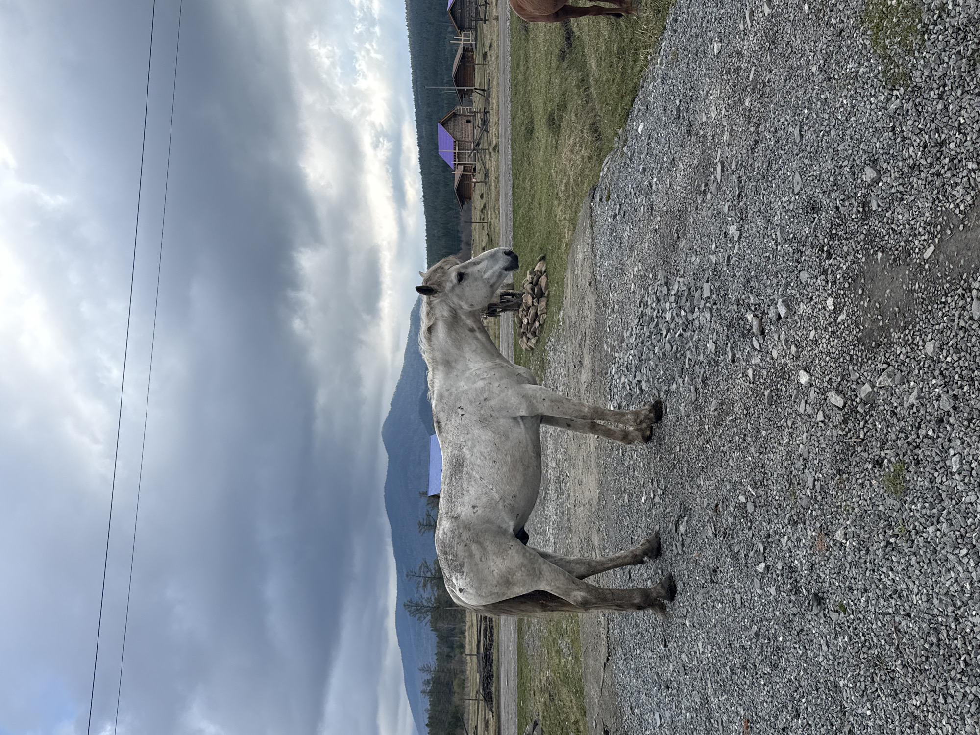 A light-colored, dappled gray horse stands on a gravel path in Tyulyuk, Russia. The horse is positioned perpendicular to the viewer, facing left. The background includes a grassy field, wooden structures with purple roofs, and a mountain range under a cloudy sky. Electrical wires are visible overhead. Another horse, partially cut off, is present in the upper right of the frame.
