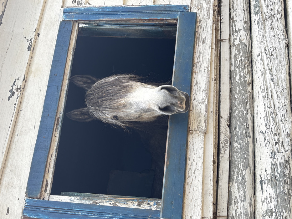 A grey horse's head and upper neck protrude from a rectangular window opening. The horse exhibits a long, dark mane that partially obscures its face, and its muzzle is a lighter grey. The window frame is painted blue, with widespread chipping and peeling of the paint. The exterior wall of the structure around the window is constructed from horizontal wooden planks, painted white, displaying extensive weathering and paint loss. The interior visible through the window is dark. This scene is located in the city of Tangier, Morocco.