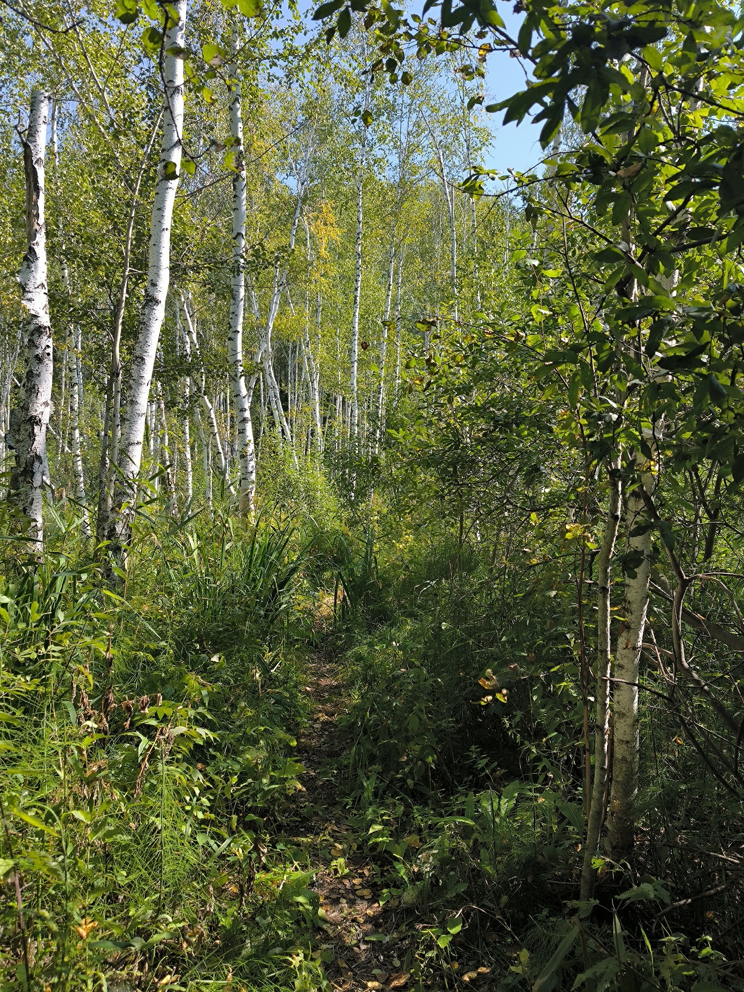 A dirt path winds through a dense birch forest, with tall, white-barked trees and lush green foliage on either side. The sun shines through the leaves, creating dappled light on the path and the forest floor. The path is narrow and appears to be well-trodden, suggesting it is frequently used. The environment is natural and serene, with no visible signs of human habitation or activity. The scene suggests a peaceful, secluded spot within a forest, possibly in or near Maiskii, Russia.