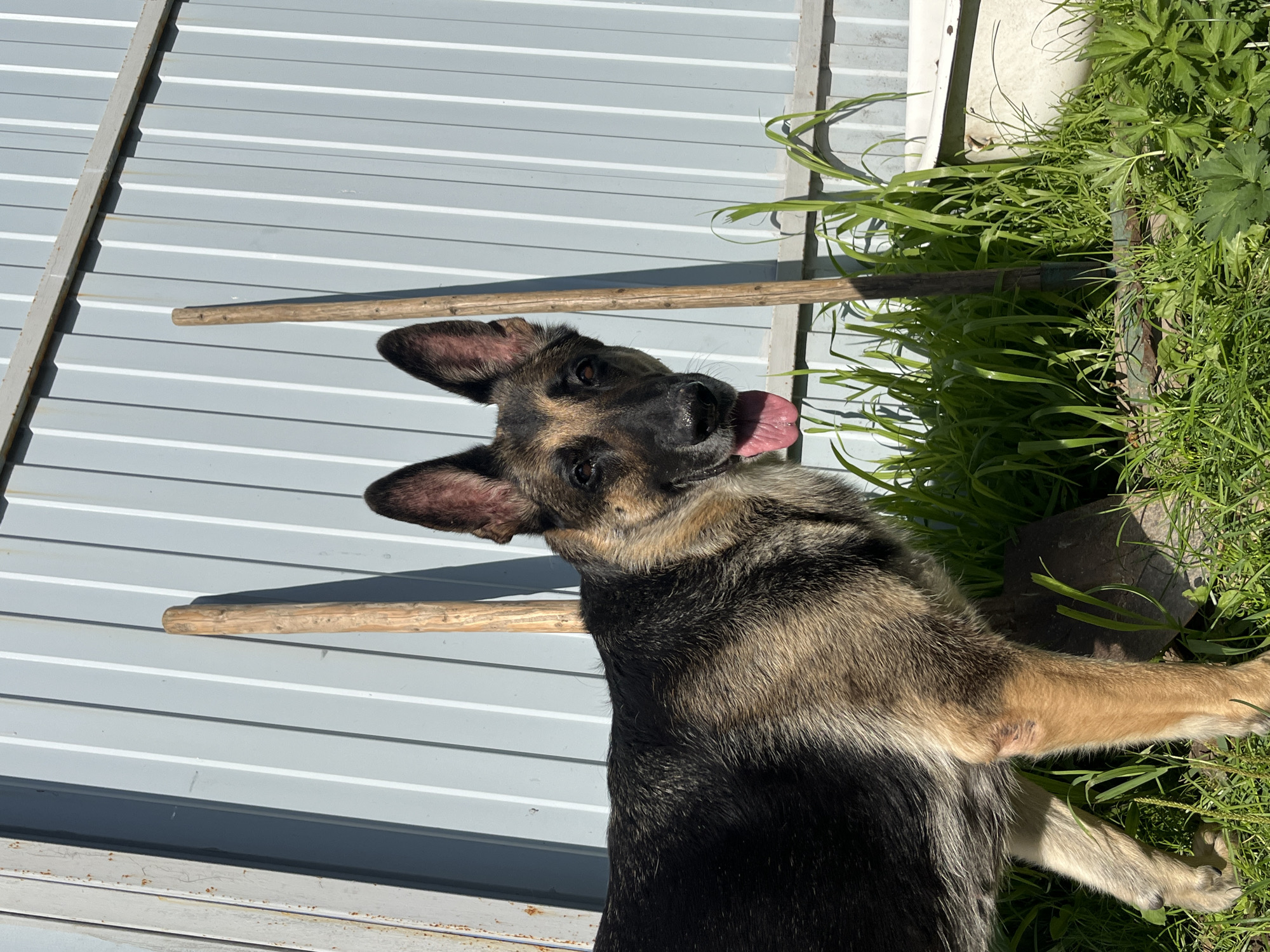 A German Shepherd dog is standing in a grassy yard in front of a corrugated metal fence. The dog is mostly black and tan, with its tongue hanging out. Two wooden poles, possibly broom or shovel handles, are leaning against the fence behind the dog. Tall green grass and some plants are growing in the foreground. The sun is shining, casting shadows. This scene is located in the city of Nizhny Tagil, Russia.