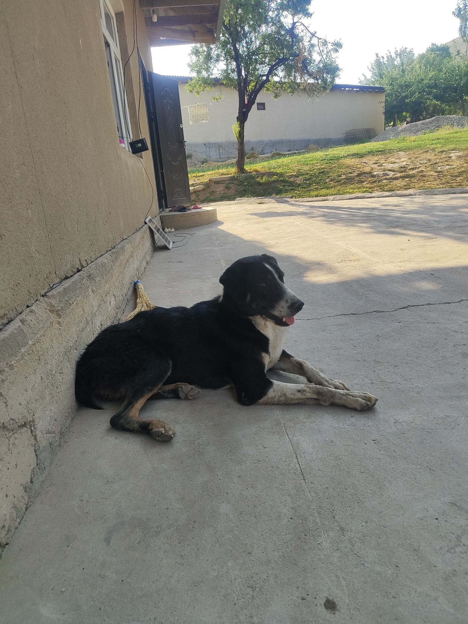 A medium-sized black and white dog with a white blaze on its face and chest lies on a concrete surface next to a building in Sultonobod, Tajikistan. The dog is facing to the right with its tongue slightly out. A broom with a yellow straw head leans against the building near the dog. The building appears to be a single-story structure with a beige stucco exterior and a dark-colored metal door. The door is partially open, revealing steps leading up to it. To the left of the door is a white-framed window. In the background, there is a grassy slope with trees and another building with a corrugated metal roof. The scene is bathed in sunlight, casting long shadows on the concrete.