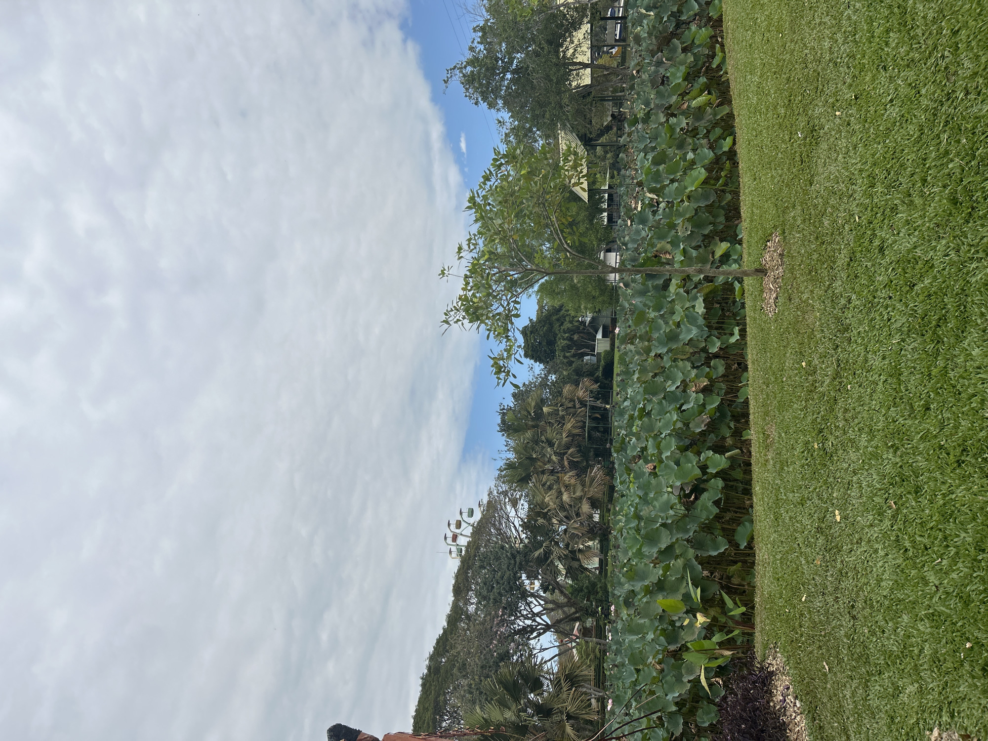The image shows a park in Tanubada, Papua New Guinea, featuring a pond filled with lotus pads. In the background, a Ferris wheel is visible, along with trees and a pavilion with a light-colored roof. The foreground is a well-maintained lawn with a small tree. The sky is cloudy with patches of blue.