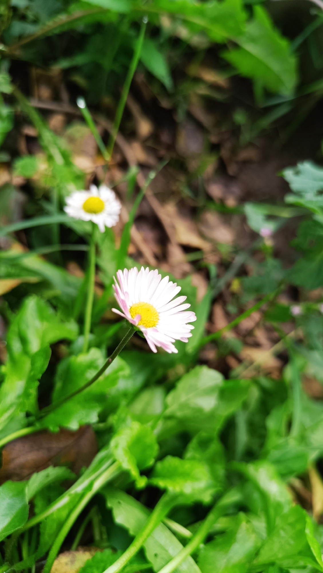 The image shows two daisies in a natural setting. The daisy in the foreground is in sharp focus, displaying delicate white petals with a yellow center. It is surrounded by lush green leaves and some fallen brown leaves on the ground. Another daisy is visible in the background, slightly out of focus. The overall scene suggests an outdoor environment, possibly a garden or a meadow. The location in the city of Karsha, Russia, cannot be determined from the visual information in the image. There are no people or discernible actions in the scene.