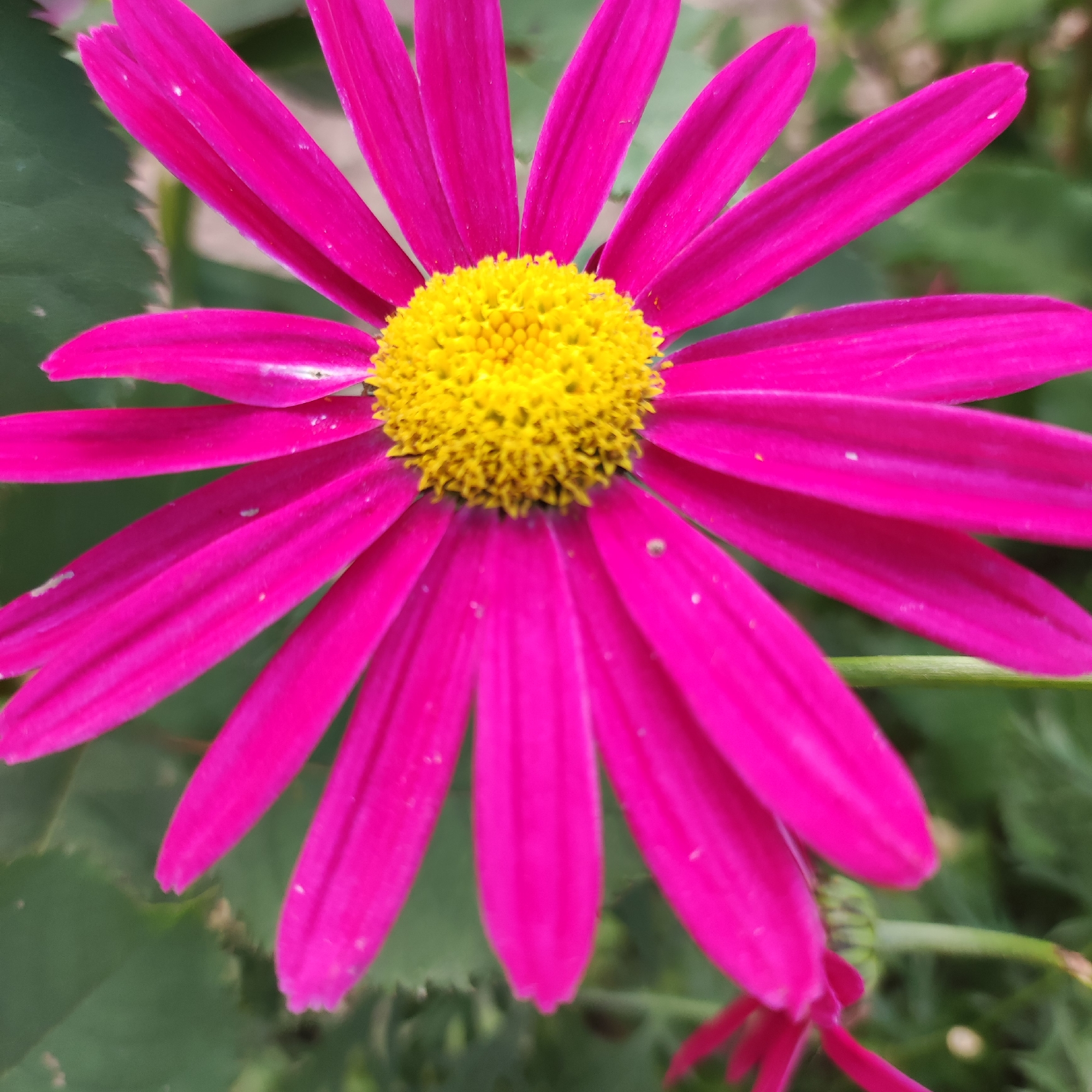 A close-up, high-angle shot showcases the vibrant center of a fuchsia daisy. The flower's disc florets are a bright yellow, tightly packed and forming a fuzzy, circular texture. Radiating outwards from the center are numerous elongated, fuchsia-colored ray florets, which are broad and appear to have delicate veins running through them. Some of the ray florets are slightly curled or bent, giving the flower a dynamic and slightly ruffled appearance. Tiny white specks are visible on some of the petals, possibly dew or dust. The background is a blur of green foliage, suggesting the flower is growing outdoors in a garden or natural setting. A thin green stem is visible towards the bottom right of the frame, partially obscured by the petals. The lighting suggests it might be daytime, and the focus on the flower implies it is the primary subject of interest. There is no visible text in the image. The setting appears to be outdoors, and based on the location context provided, it is Navoloki, Russia.
