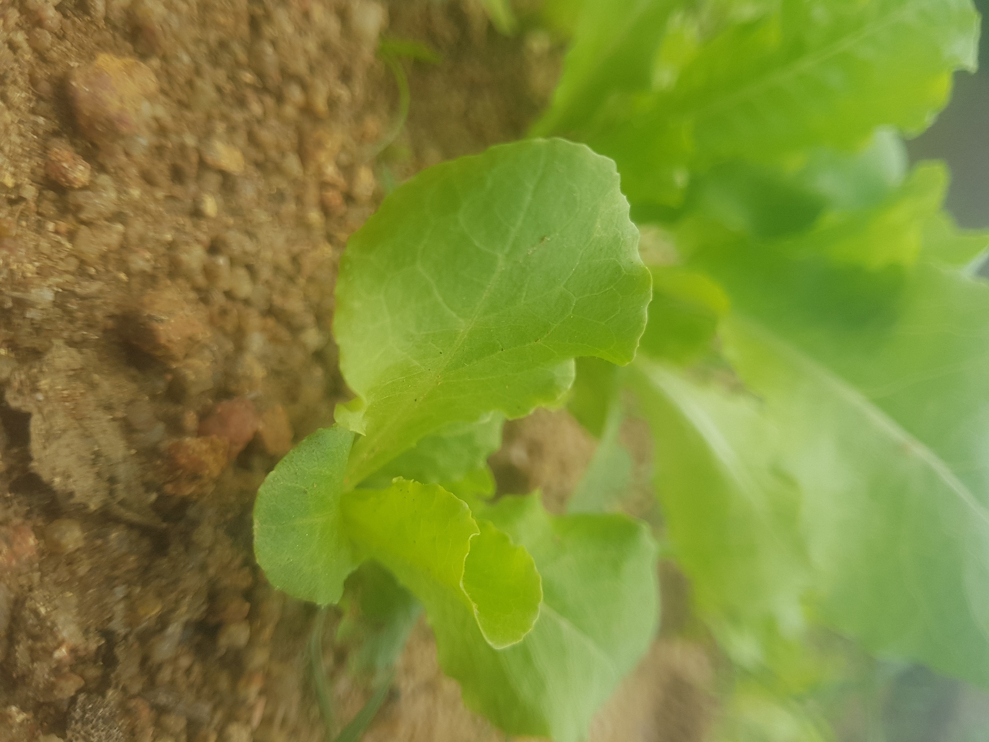 A close-up, eye-level, outdoor shot captures a patch of young, vibrant green lettuce plants growing in sandy soil. The leaves are smooth and rounded, with subtle veins visible, and their edges are slightly curled. The soil is a mix of sand and small pebbles, with some larger reddish-brown stones scattered throughout. The background is softly blurred, with out-of-focus green foliage creating a natural, verdant backdrop. The lighting appears to be natural daylight, casting gentle shadows. The scene is located in Unknown, Unknown.