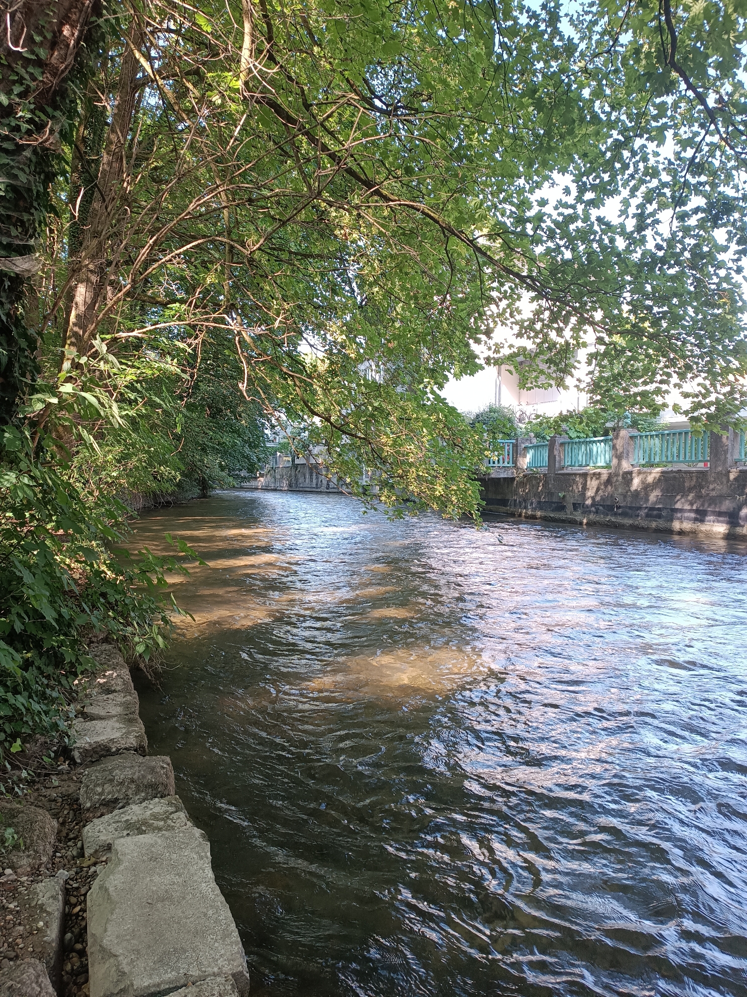 The image depicts a river flowing through an urban setting, with lush green trees arching over the water from the left bank. The river has a brownish hue, suggesting sediment. The right bank features a stone embankment topped with a concrete structure and a light teal-colored railing. Beyond the railing, a building with white walls and windows is partially visible, along with some greenery. Sunlight dapples the water's surface, creating shimmering reflections. The left bank is characterized by a rough stone wall and dense foliage, including ivy climbing a tree trunk. The scene suggests a serene, natural environment integrated within a city. This waterway appears to be the Isar River in Munich, Germany, specifically a section likely bordered by a pedestrian walkway or park area. There are no people visible in the image.