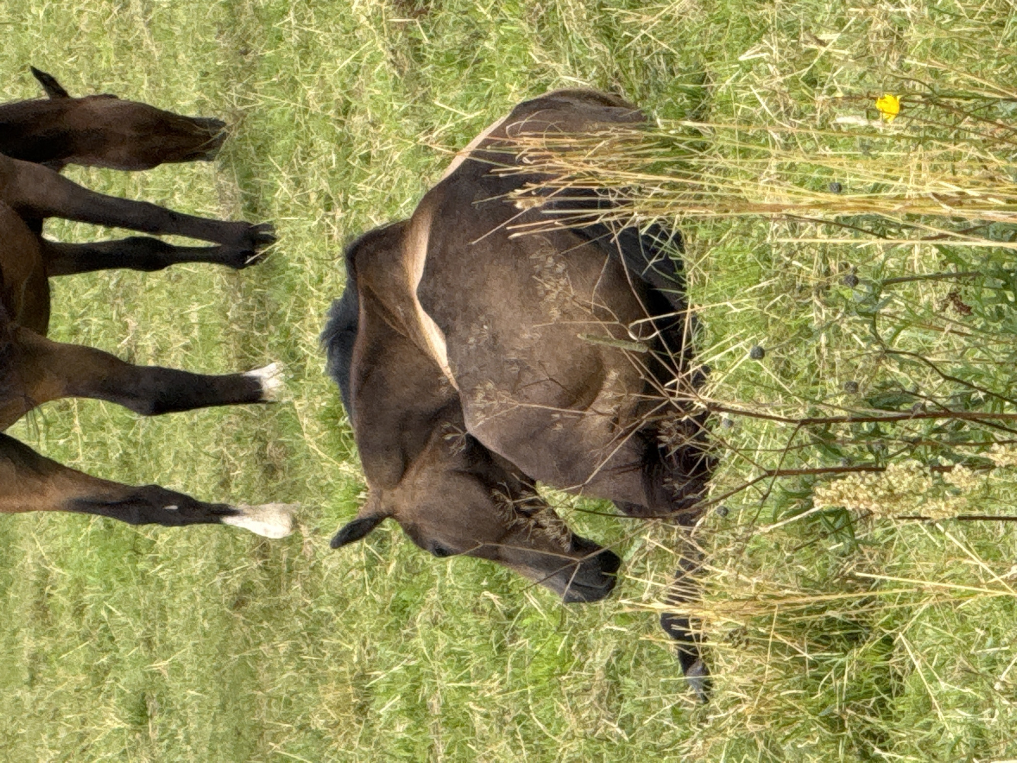 A dark-brown horse is lying down on its side in a grassy field. Its head is turned to the left, and its eyes are closed. The horse's body is partially obscured by tall, dry grass. In the background, another horse's legs are visible, standing and grazing in the same field. The field is green and appears to be somewhat uneven. There are no human figures or man-made structures immediately visible in the frame. The scene is outdoors, likely a pasture or meadow. This image was captured in Galinė, Lithuania.