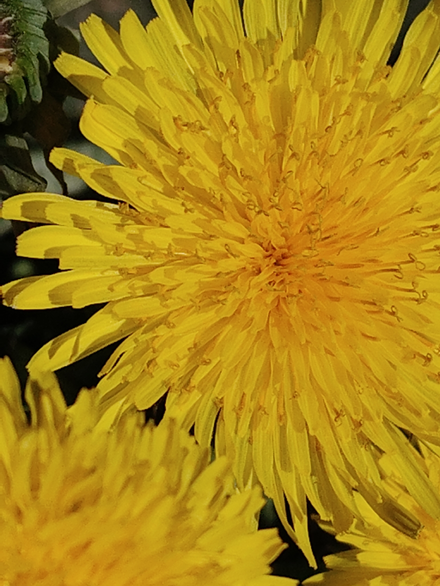 Close-up shot of a bright yellow dandelion flower. The flower is in full bloom, with numerous long, thin petals radiating from the center. Another dandelion flower is partially visible in the lower left corner. Some green foliage is visible in the upper left corner. The location is Unknown, Unknown.