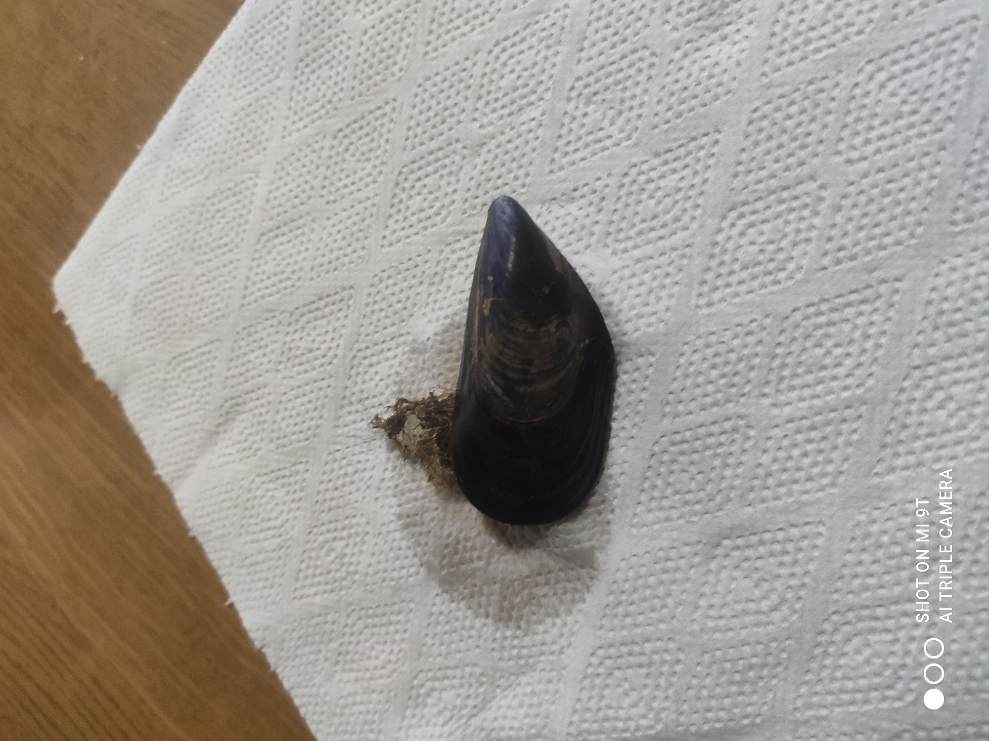 A single mussel shell rests on a white paper towel. The mussel shell is dark blue-black with iridescent brown and purple undertones, exhibiting concentric growth rings. A small clump of dried seaweed is attached to the left side of the shell. The paper towel has a raised, diamond-patterned texture. In the background, a wooden surface, likely a table, is visible. The scene is lit from above, casting a subtle shadow of the mussel onto the paper towel. The image was captured on a Mi 9T phone with an AI Triple Camera. There is no information to suggest the location is in Bagnoli di Sopra, Italy.