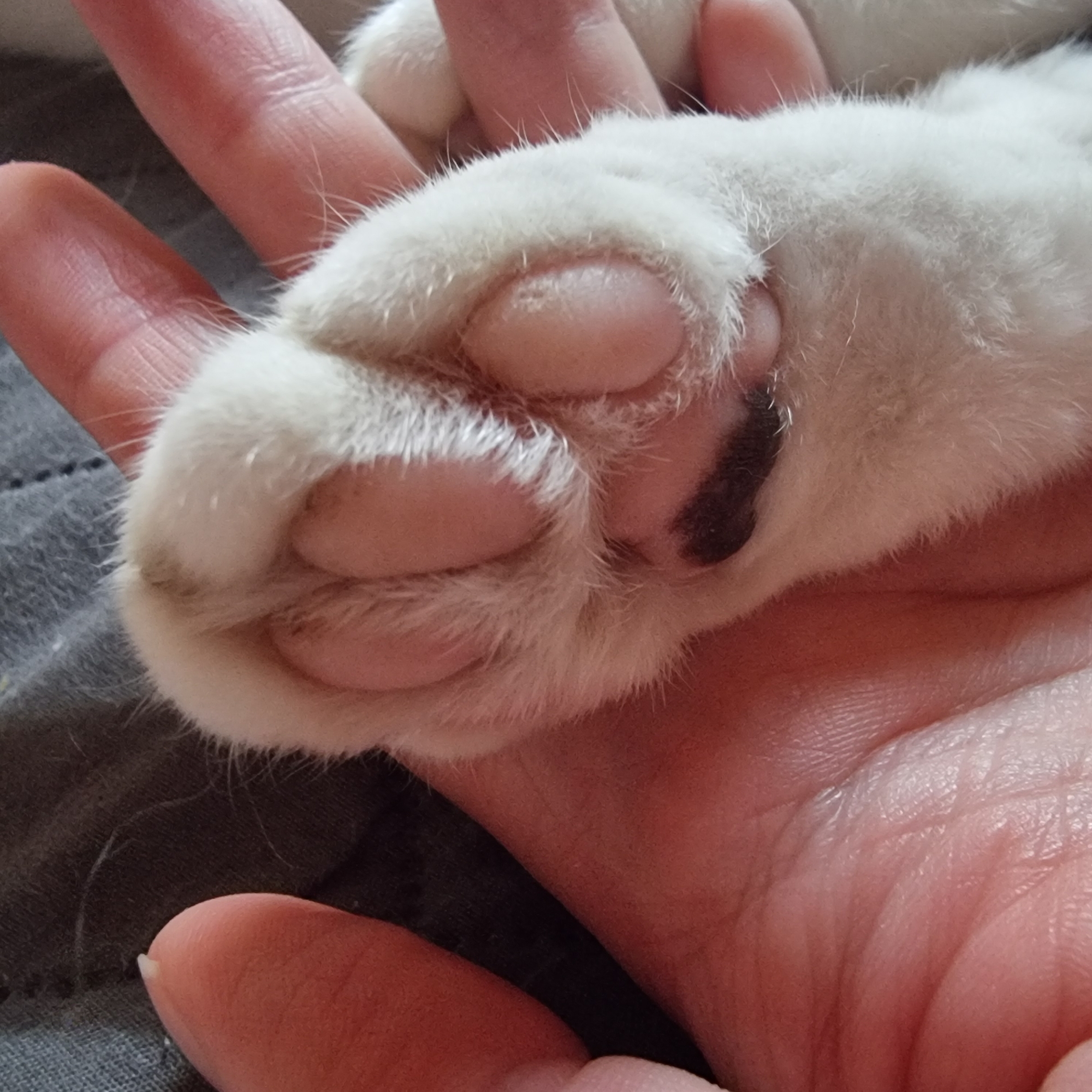 A close-up, high-angle shot focuses on a white cat's paw resting on a person's hand. The paw has several soft, pink toe beans, with one prominent bean showing a dark, pigmented spot. The surrounding fur is white and fluffy. The hand, illuminated by natural light, displays visible finger lines and a slight reddish tone. The background is a dark, textured surface. The image is cropped to emphasize the interaction between the cat's paw and the hand, suggesting a moment of gentle contact.