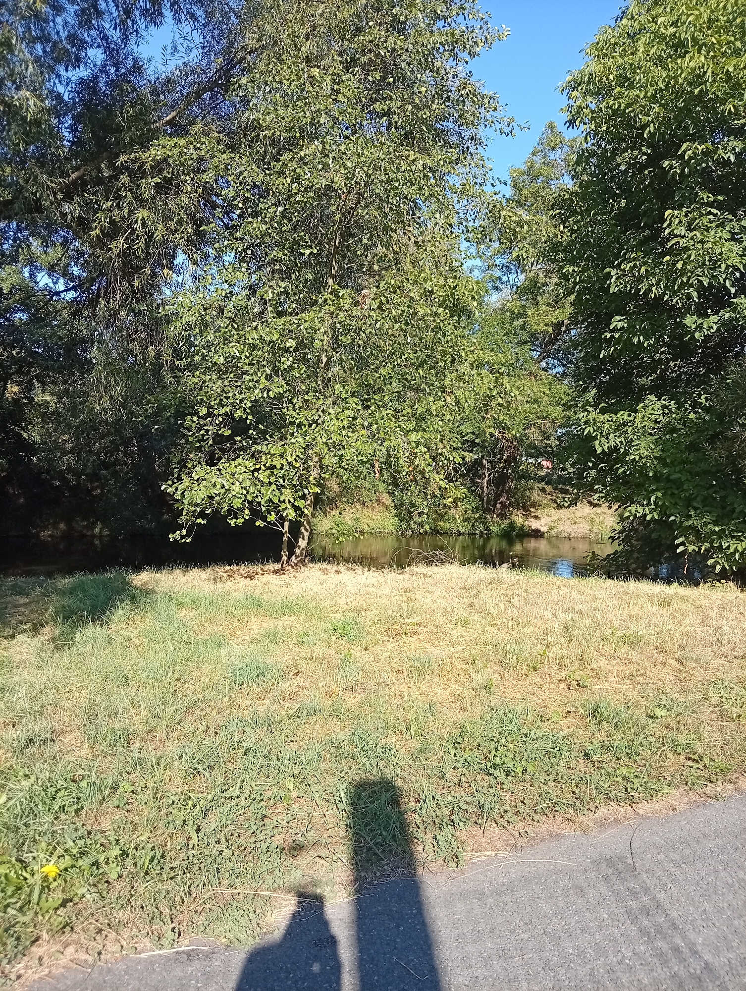The image shows a sun-drenched park area with a shadow of a person cast on the ground in the foreground. To the left, a patch of yellow dandelion is visible amidst green and dry grass. A paved surface borders the grassy area on the right. In the background, a body of water, likely a stream or pond, is surrounded by lush green trees under a clear blue sky. The setting appears to be a serene outdoor recreational space. While the specific location in Tišnov, Czechia, is not explicitly visible, the overall scene suggests a typical park or natural area found in such a town.