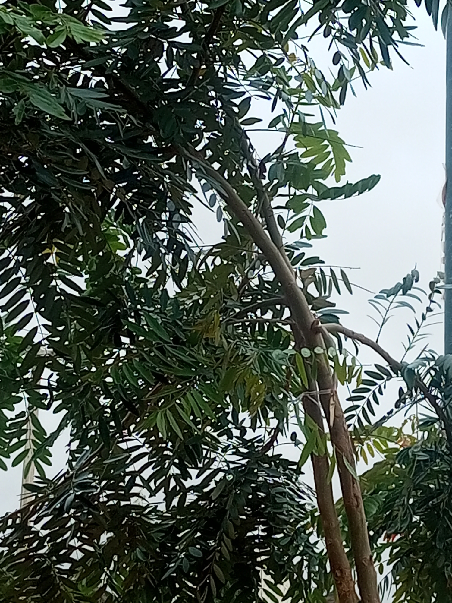 The image captures a close-up view of a tree with dense foliage, likely taken in an outdoor setting. The tree's branches are a prominent feature, with numerous green leaves creating a textured pattern against a bright, possibly overcast, sky. Two main trunks of the tree are visible, with a light-colored string or twine wrapped around them in one section. Small, light-colored elements, possibly blossoms or new growth, are scattered on some of the branches. The background is mostly white, suggesting the sky or a light-colored wall. The overall impression is one of a natural, possibly urban or suburban, environment. The image does not contain any people or specific identifiable landmarks that would pinpoint its location within Tempure, Nigeria.