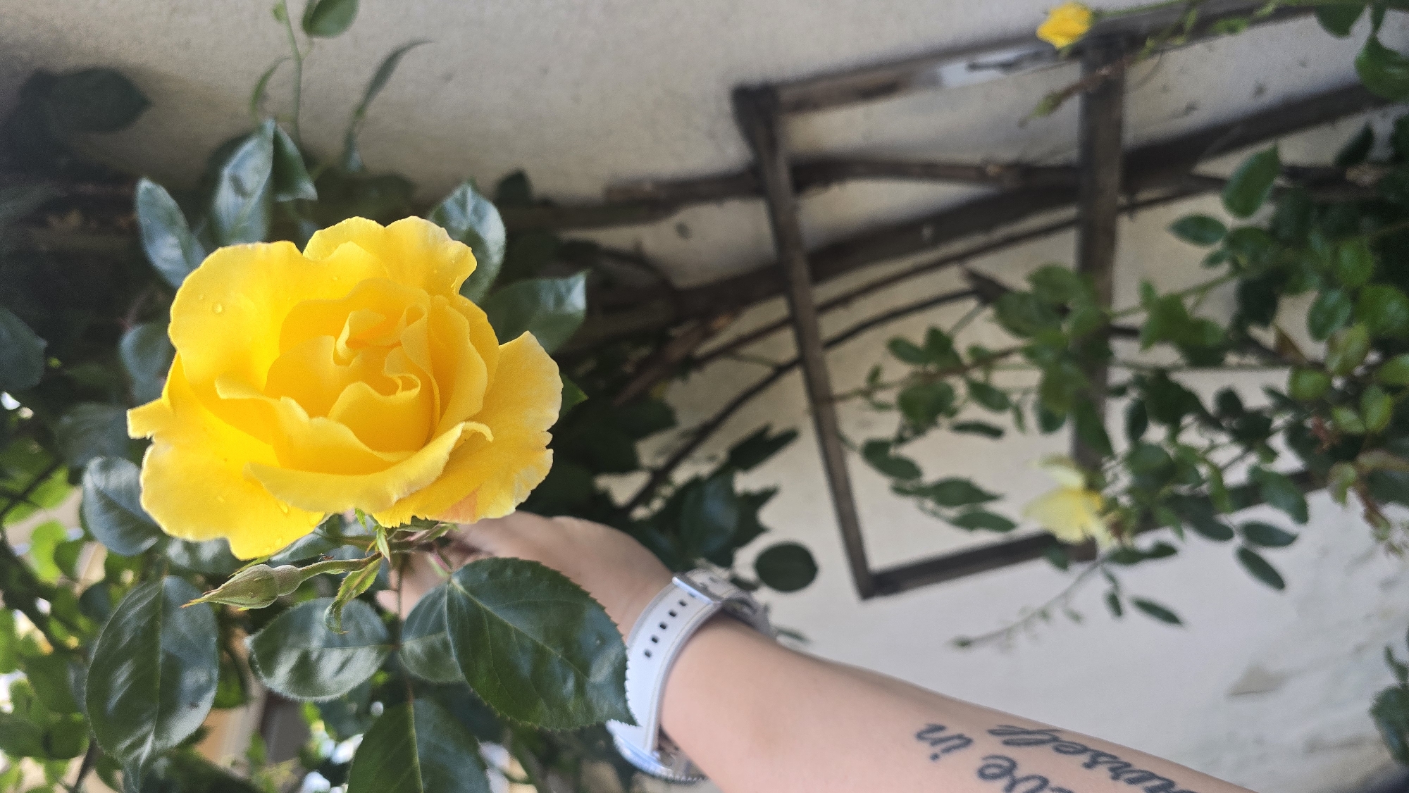 A close-up shot captures a vibrant yellow rose in full bloom. The rose is partially held by a hand wearing a white sports watch. A tattoo is visible on the person's arm. The background is comprised of leafy vegetation, an old wooden structure, and a painted white wall. Based on the vegetation and architectural style, the photo might be taken in Varna, Bulgaria. However, there are no distinctive landmarks to confirm this information.