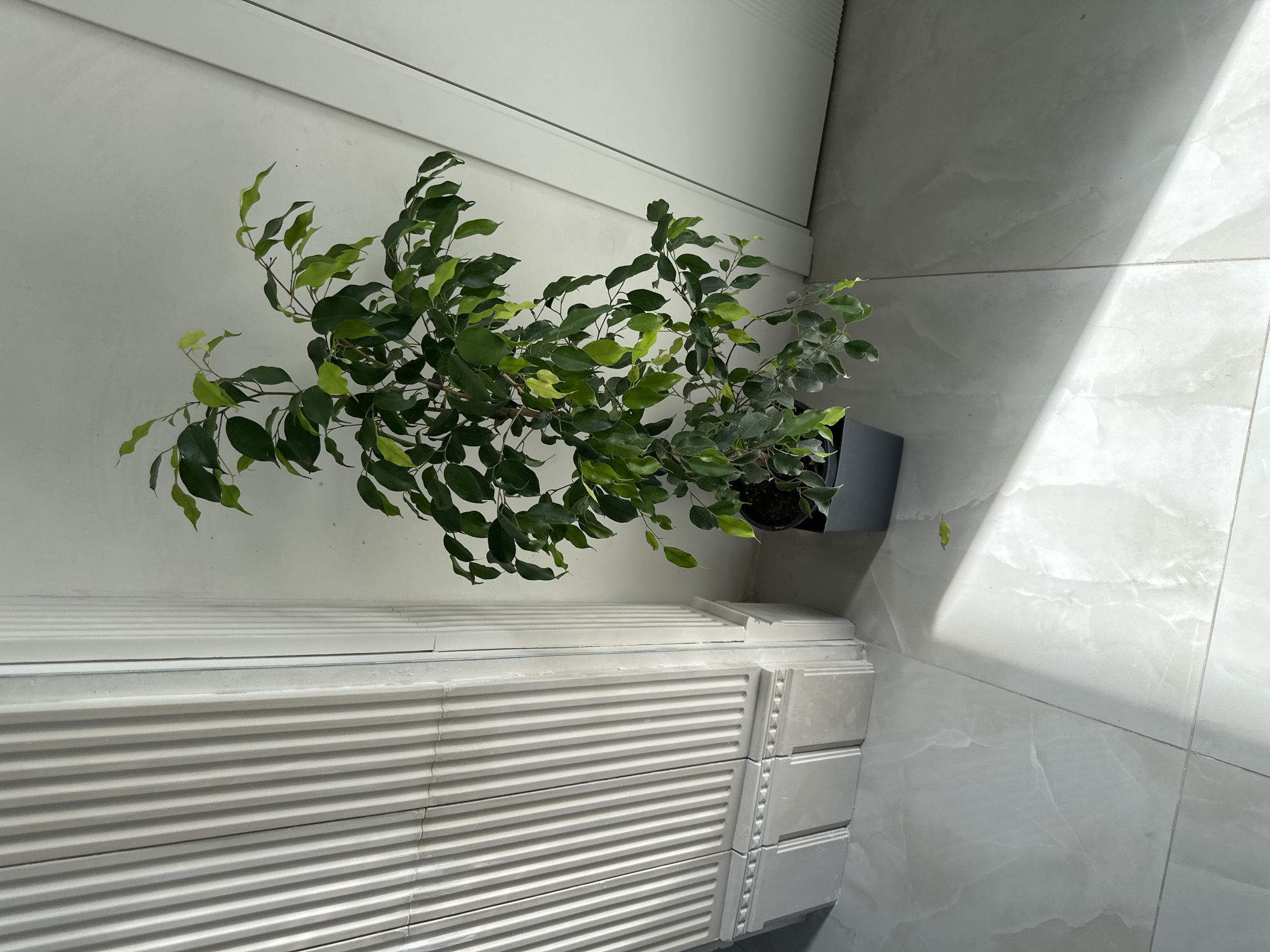 A bird's-eye-view captures a small weeping fig plant in a gray pot, placed atop a white, corrugated surface. The plant is lush with dark green leaves, some appearing lighter in color, indicating new growth. The plant is situated near a white wall and tiled floor, with a strong diagonal light source illuminating the tiles. The environment suggests an indoor space, potentially a home or office setting.