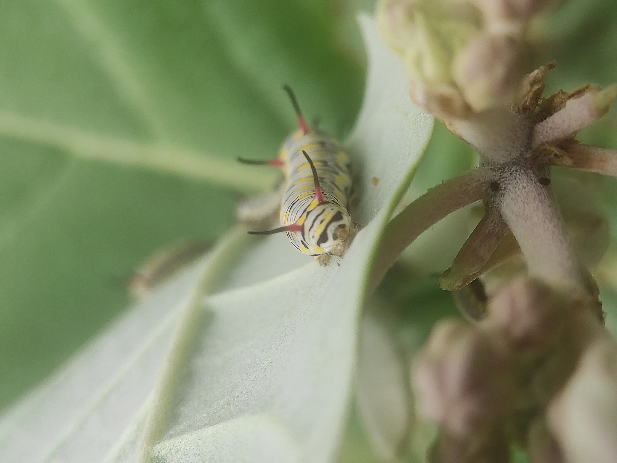 A detailed macro photograph captures a vibrant caterpillar resting on a light green leaf. The caterpillar, positioned centrally in the image, exhibits striking black, yellow, and white stripes running horizontally along its segmented body. Several pairs of prominent, fleshy, spine-like filaments, dark in color with reddish bases, protrude from its back and sides. Its head, featuring dark markings, is visible at the lower end of its body.
The leaf the caterpillar is on has a visible texture, possibly slightly fuzzy or rough, and is well-lit. In the immediate background, another large green leaf is softly out of focus. To the right of the caterpillar, a section of a plant with light brown stems and undeveloped buds, likely flowers, is visible, also rendered with a shallow depth of field. The overall background consists of a soft, unfocused blur of green foliage, indicating a natural, leafy environment.
The image is taken as a close-up, emphasizing the intricate details of the caterpillar and the immediate plant life. The shallow depth of field effectively isolates the caterpillar as the main subject. The lighting appears soft and natural, suggesting it was taken during the daytime. There is no visible text in the image. Given the provided context, this scene is set in Lhokseumawe, Indonesia, where such caterpillars, often larvae of Common Crow or Plain Tiger butterflies, are common on their host plants.