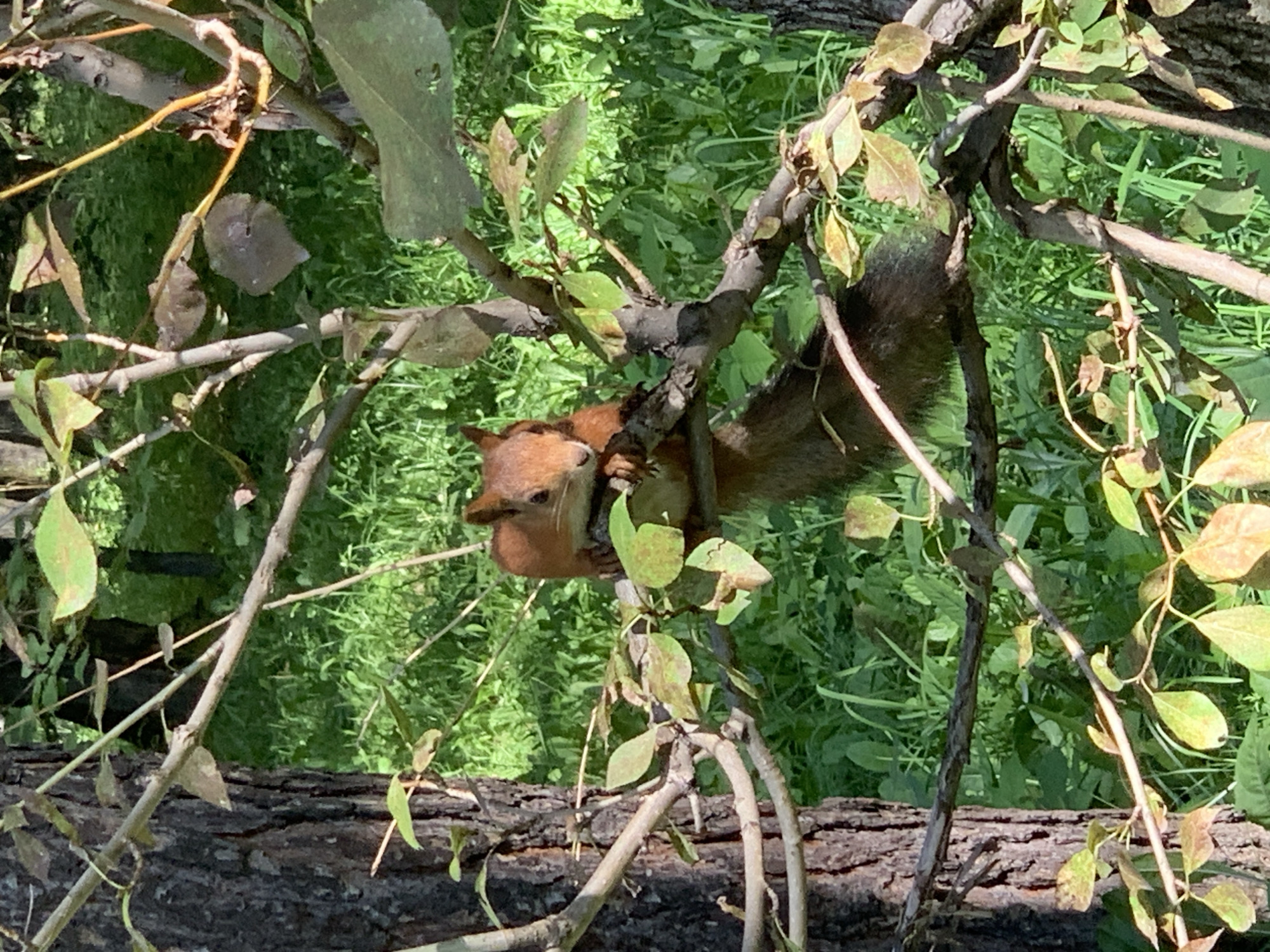 A red squirrel is perched on a branch of a tree in a park in Prokopyevsk, Russia. The squirrel is facing the camera and its front paws are resting on the branch. Its tail is curled over its back. The background is a blur of green grass and trees. The image is taken in daylight.