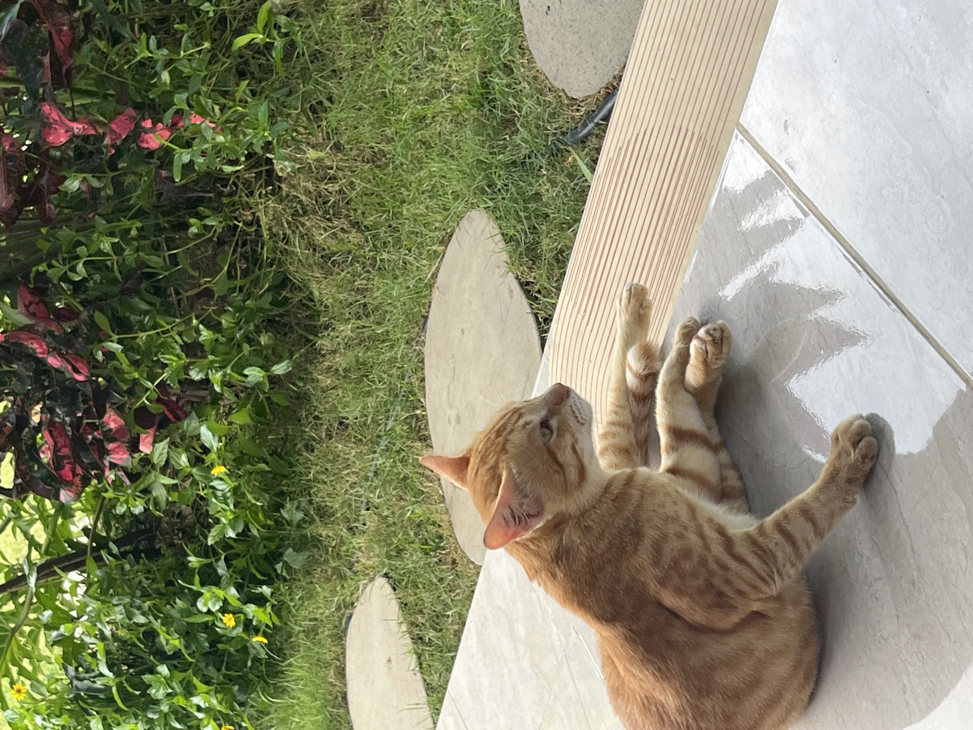 A ginger tabby cat lies on a tiled patio next to a small garden area in Nusa Penida, Indonesia. The cat is positioned on its back, with its front paws stretched upwards. The patio consists of large, light-colored tiles. To the left of the patio is a garden area with green grass, various plants and a walking stone. A wooden board is located at the intersection of the patio and the garden area.