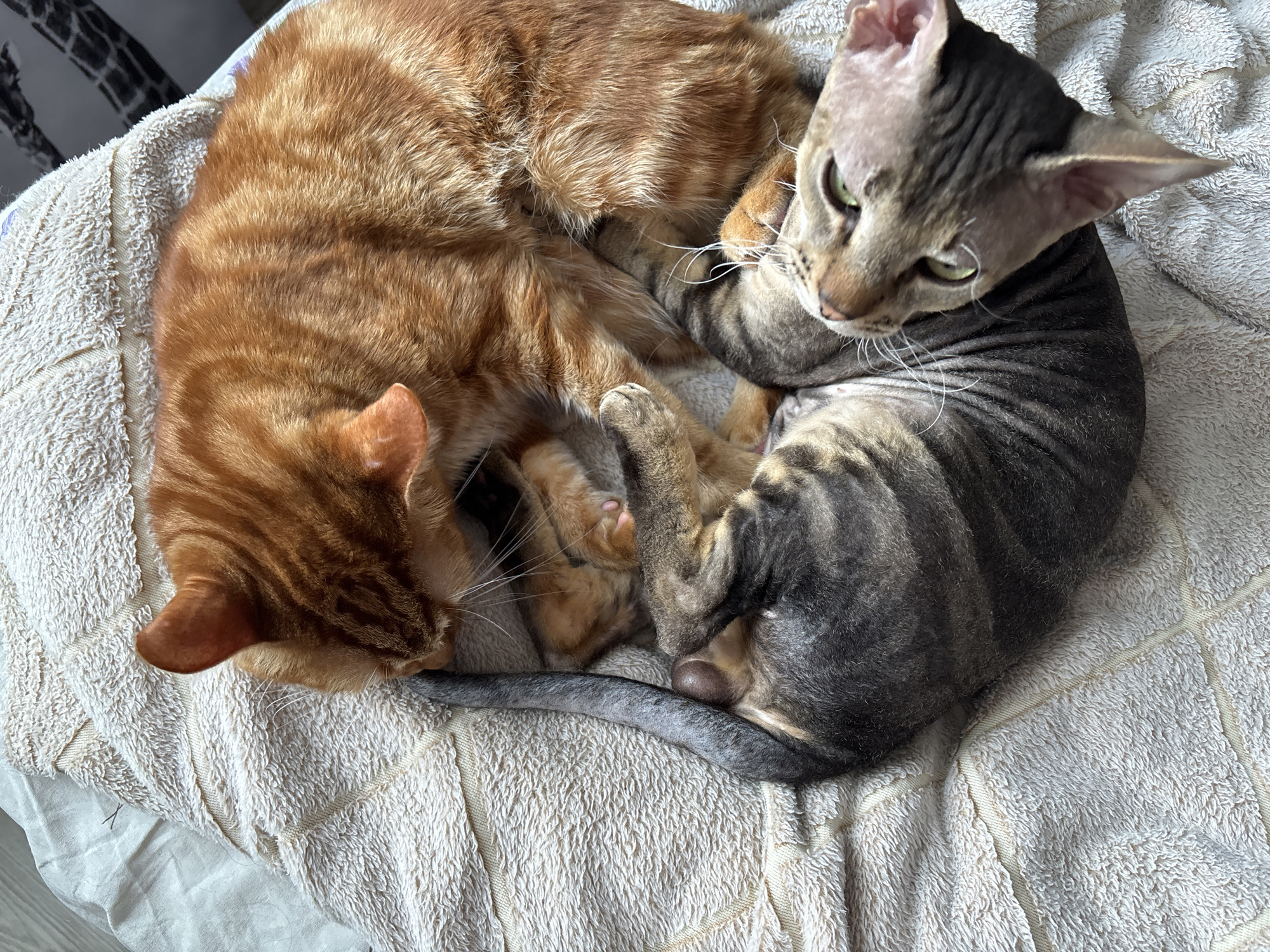 Two cats are curled up together on a beige and white patterned towel. One cat is orange tabby, and the other is a grey tabby with large ears. The background is out of focus, but it appears to be indoors, possibly on a bed. The location is Natukhayevskaya, Russia.