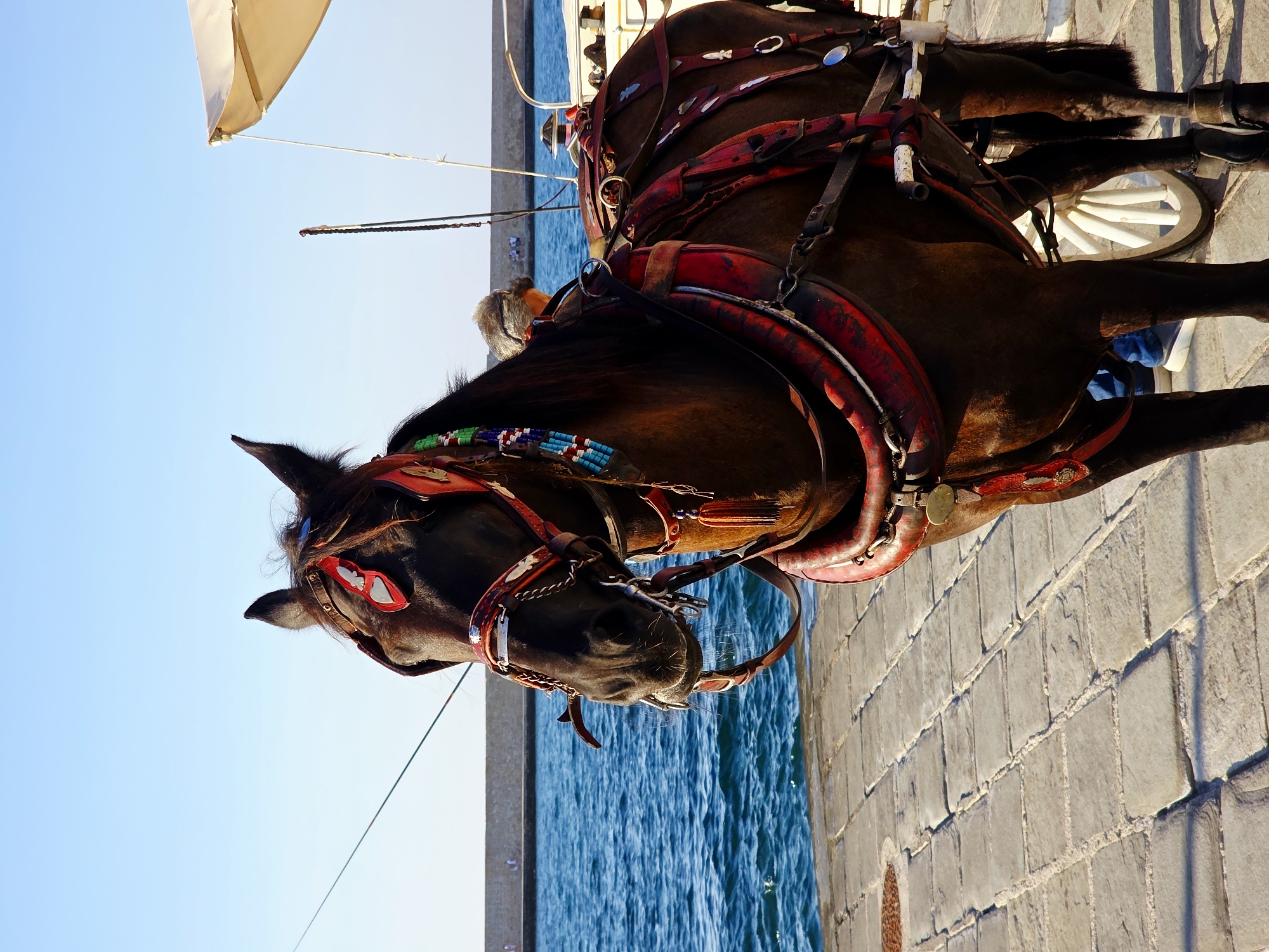 A dark brown horse, adorned with a red and beaded bridle and harness, stands on a paved walkway next to the blue water of the harbor in Chania, Greece. The horse is facing left, with its head slightly lowered. Behind the horse, a portion of a carriage with a light-colored canopy is visible. The sky is a clear, bright blue. In the distance, a stone wall separates the walkway from the water, and a few indistinct figures can be seen along the wall. The paved walkway is made of square, light-colored stones with visible grout lines. The horse appears to be waiting, possibly for passengers or to begin a tour.