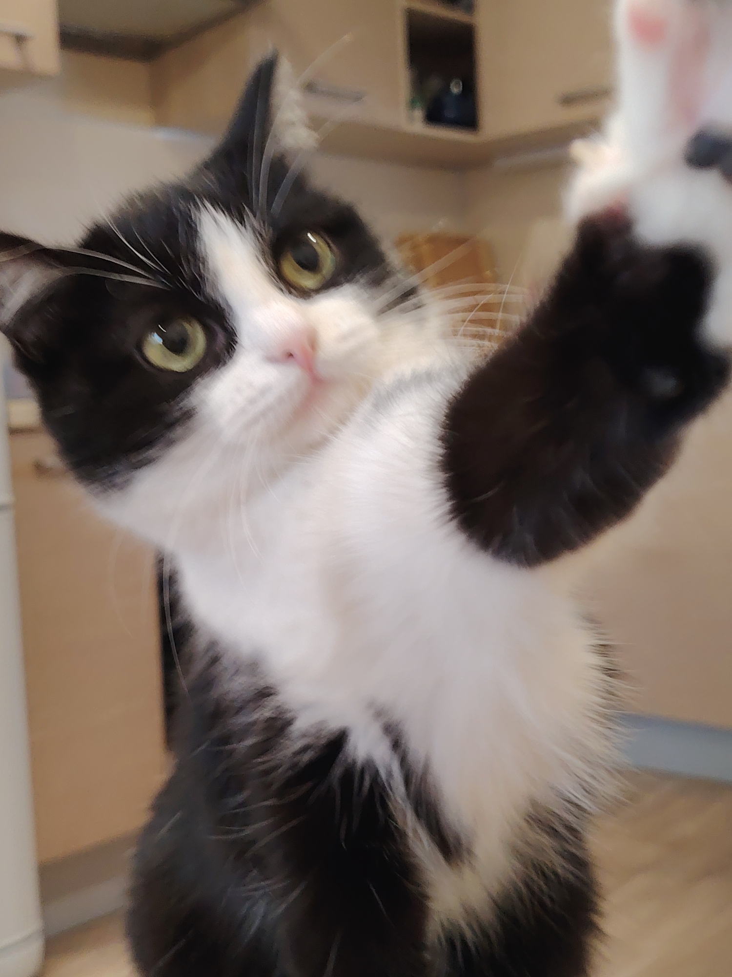 A black and white cat is captured in a close-up, slightly blurry shot. The cat's head is tilted upwards, with its green eyes looking directly at the camera. Its right paw is raised towards the lens, as if reaching out. The cat has a black patch over its right eye and ear, while the rest of its face and chest are white. The background appears to be an indoor setting, possibly a kitchen, with cabinets and shelves visible. The lighting is soft, casting a warm glow on the cat's fur. There is no visible indication of its location in Novosibirsk, Russia.