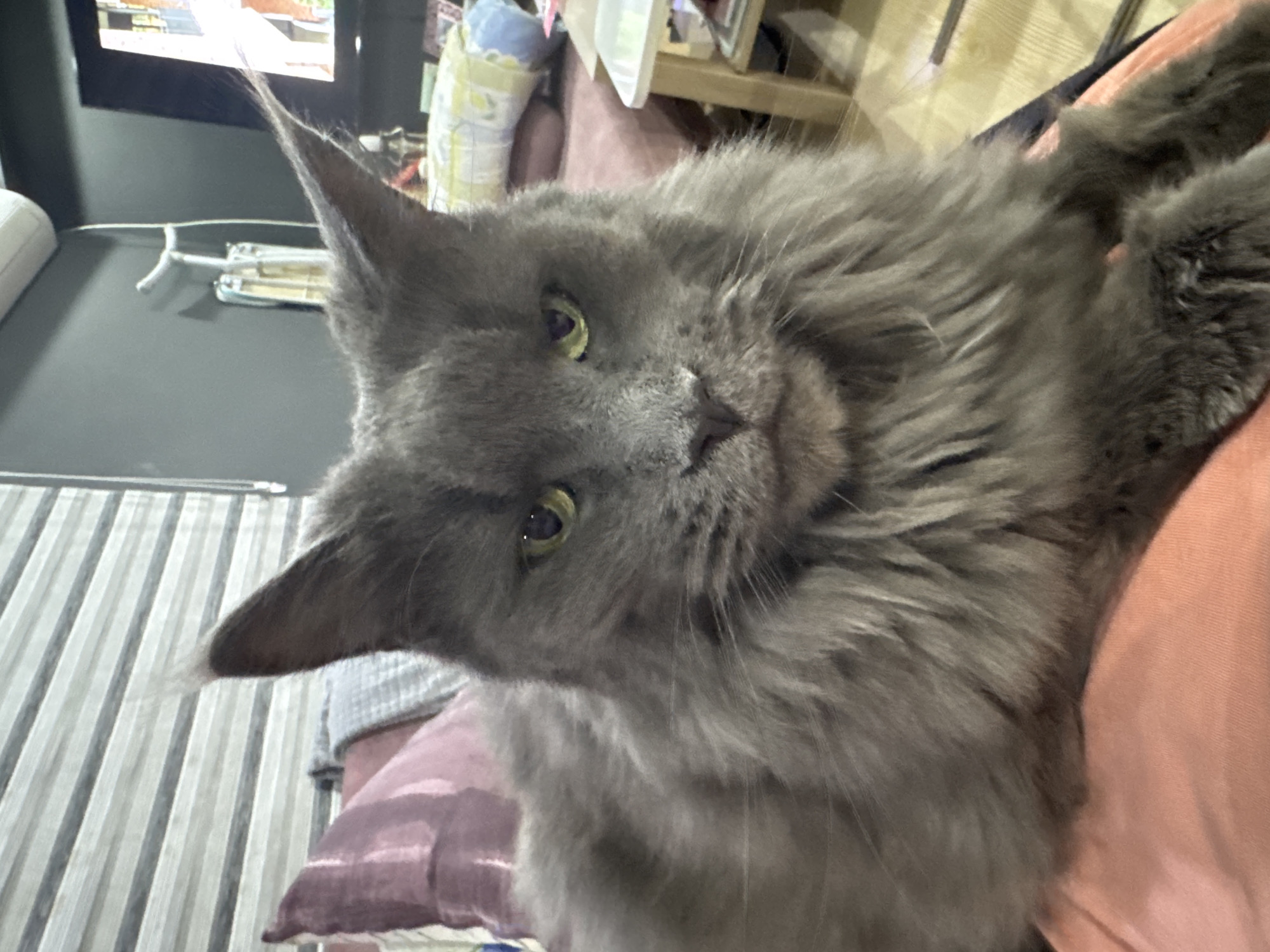 A close-up shot captures a fluffy, grey Maine Coon cat sitting on a pink fabric surface. The cat's face is the central focus, with piercing green eyes and tufted ears. Its fur is long and thick, creating a majestic mane around its head. The background is blurred, but hints of indoor furniture and blinds are visible. The scene appears to be inside a residence in Gölbaşı, Turkey, with the cat comfortably settled.