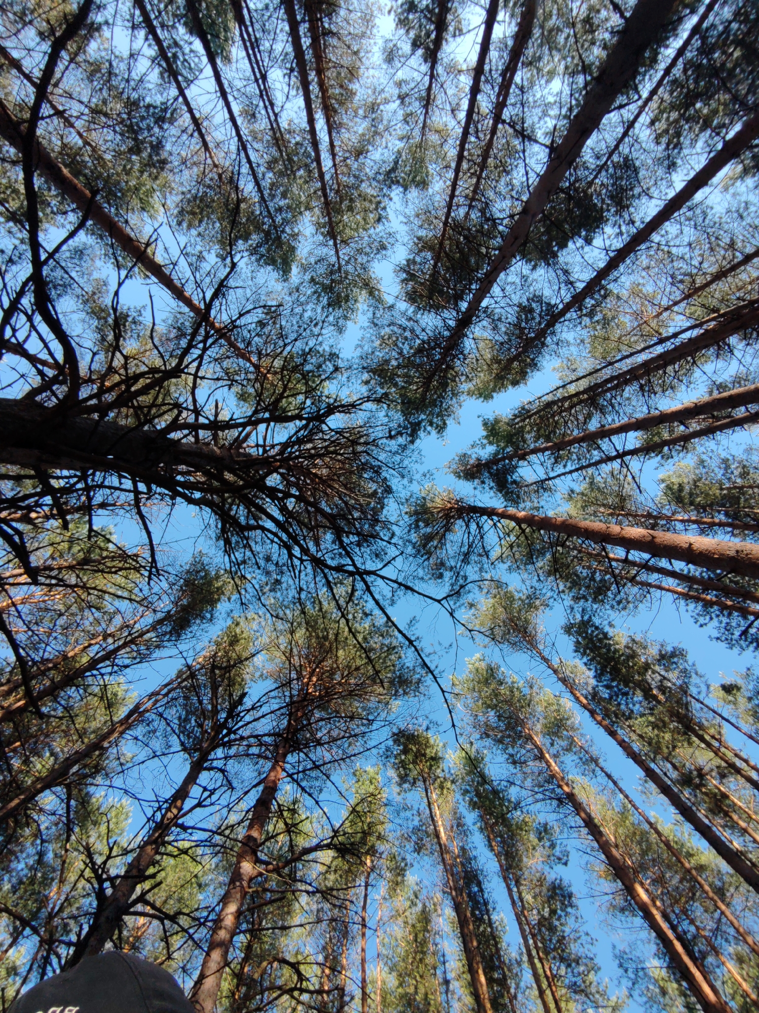 A low-angle, wide shot shows a dense forest canopy against a clear blue sky. Tall, slender pine trees, their trunks a mix of brown and grey, stretch upwards, their branches interwoven with dark green needles. The perspective emphasizes the height of the trees, with their tops disappearing out of frame. The ground is not visible, but the presence of a dark-colored cap in the bottom left corner suggests a human observer is present. The scene appears to be a natural environment, likely within or on the outskirts of the city of Chaikovsky, Russia, given the visual context. The overall impression is one of looking up through a sunlit, evergreen forest.