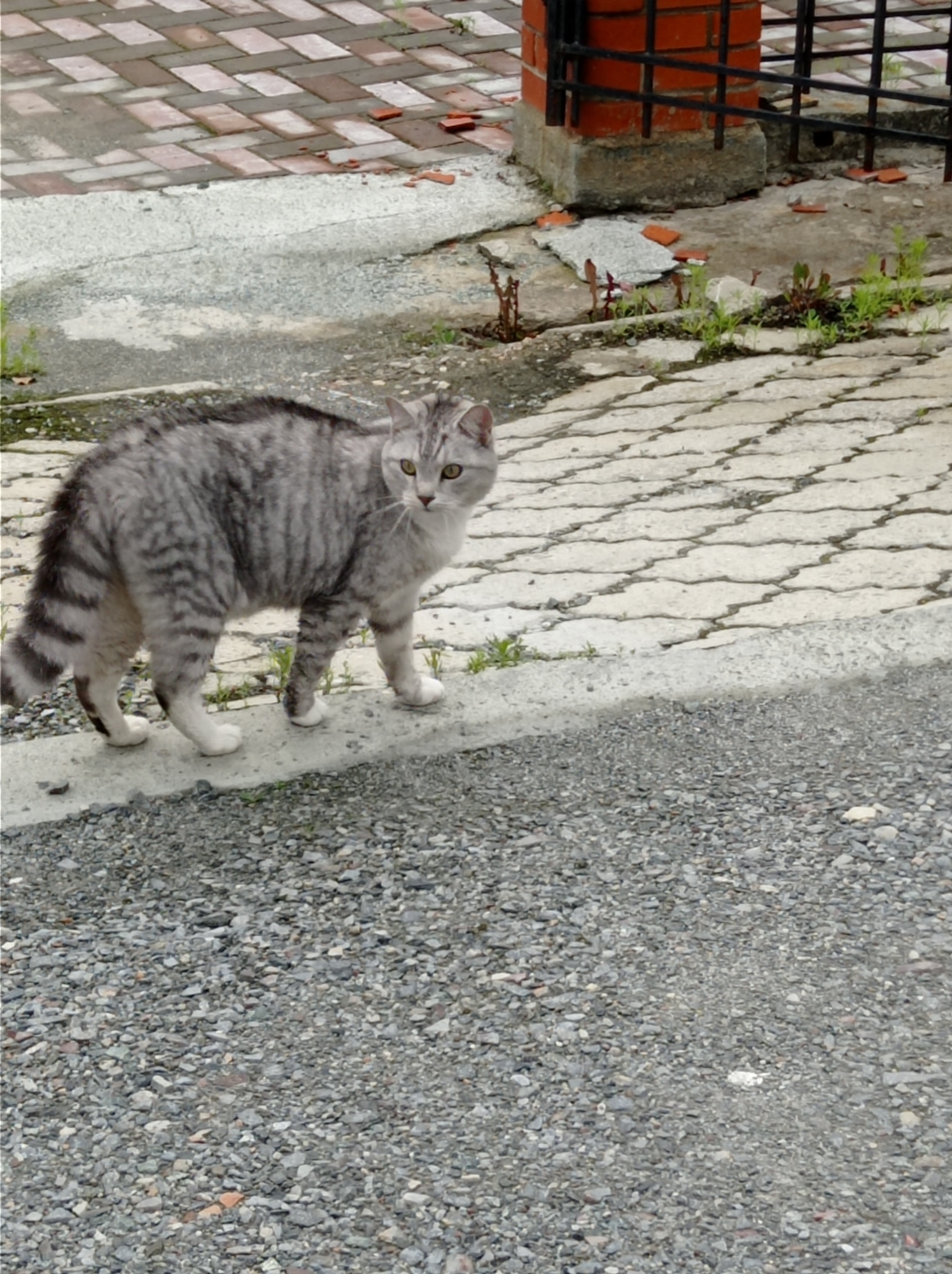 A silver tabby cat stands on a concrete curb, its fur a mix of grey and black stripes. The cat is facing to the right, with its tail slightly raised. The background consists of a brick-paved walkway and a gravel-covered area. The scene appears to be an outdoor setting, possibly a park or a street.